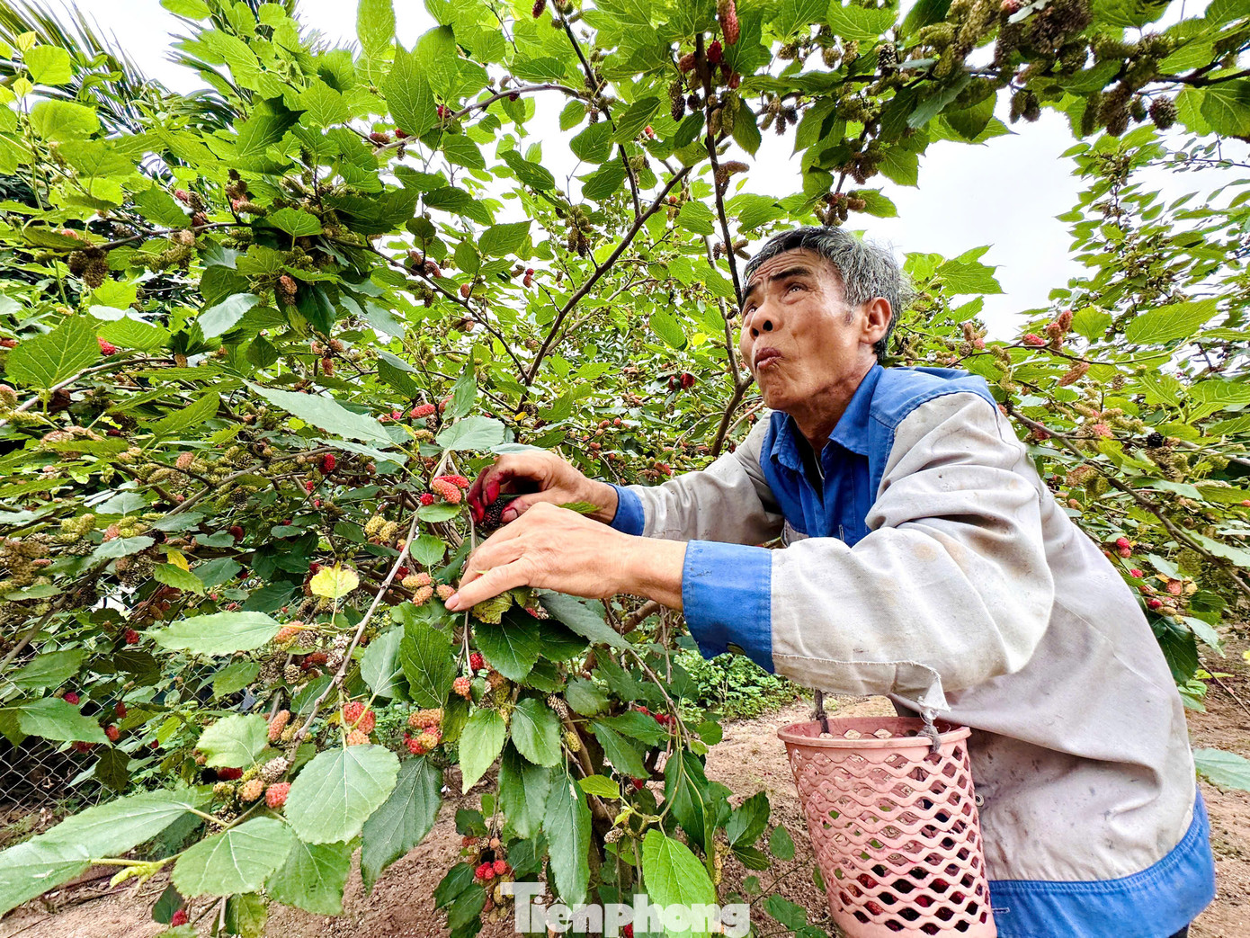 Mùa dâu vỏn vẹn chưa đầy một tháng, chỉ khoảng đến cuối tháng 4 là bà con kết thúc vụ. Dâu khi chín sẽ có màu đỏ rồi chuyển dần sang màu đen. Trái xanh có vị chua, trái đen có vị ngọt bùi, chua nhẹ và mọng nước. Mùa dâu vỏn vẹn chưa đầy một tháng, chỉ khoảng đến cuối tháng 4 là bà con kết thúc vụ. Dâu khi chín sẽ có màu đỏ rồi chuyển dần sang màu đen. Trái xanh có vị chua, trái đen có vị ngọt bùi, chua nhẹ và mọng nước.