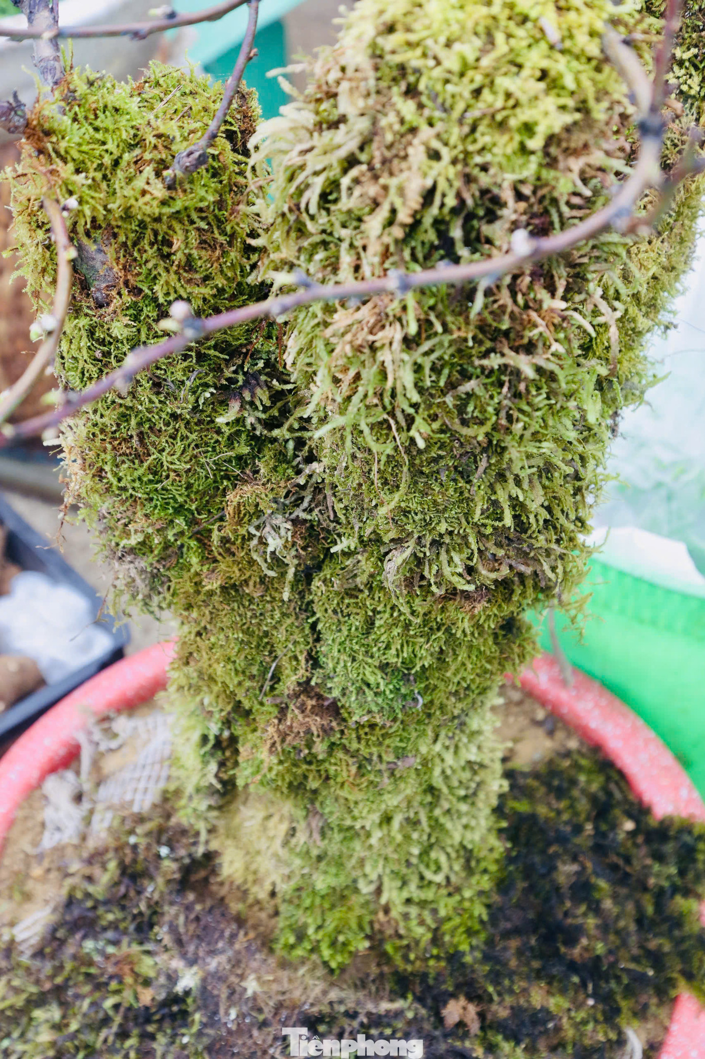 Những gốc đào phủ lớp rêu kín xung quanh thân được giá cao hơn so với các loại khác. Những gốc đào phủ lớp rêu kín xung quanh thân được giá cao hơn so với các loại khác.