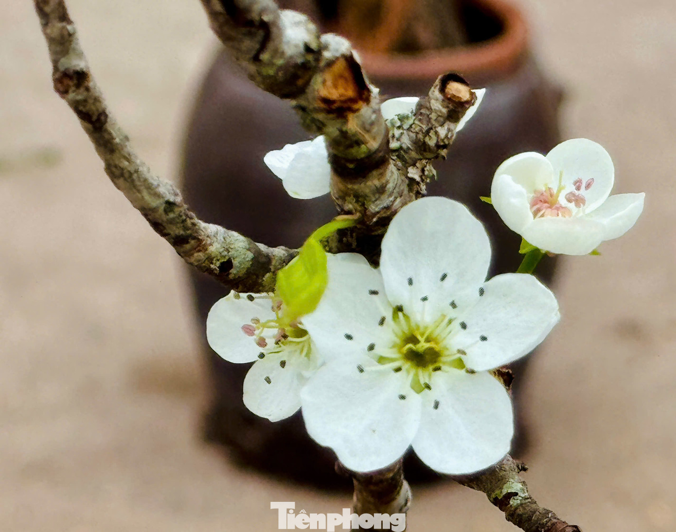 Dọc các phố Nghi Tàm. Lạc Long Quân... những cành lê trắng muốt liên tục được chuyển xuống phố. Dọc các phố Nghi Tàm. Lạc Long Quân... những cành lê trắng muốt liên tục được chuyển xuống phố.