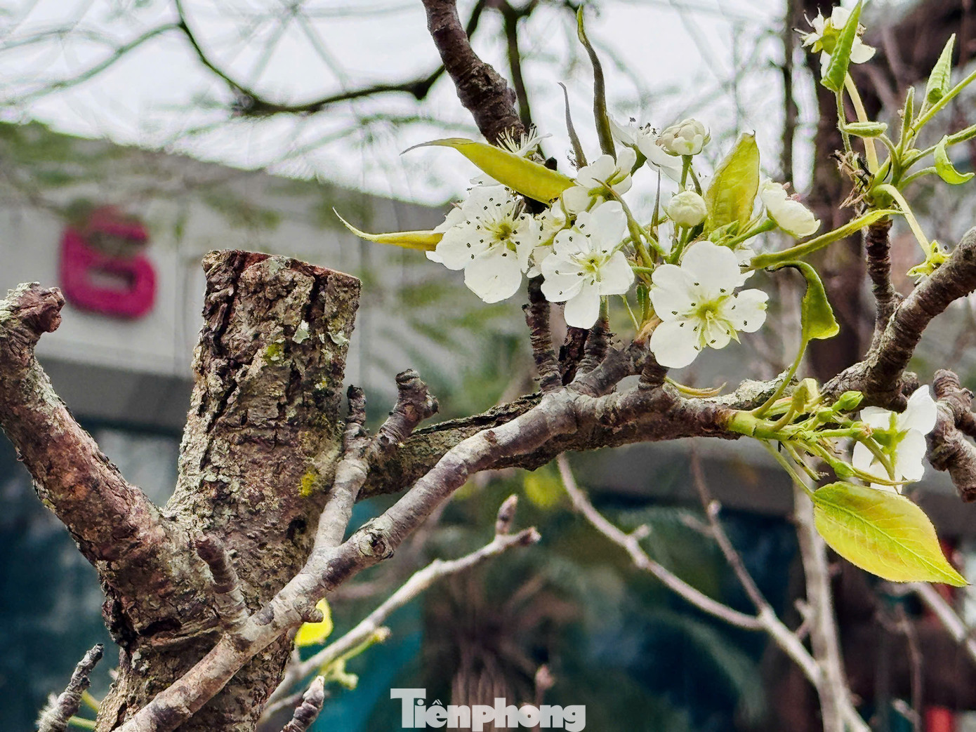 Dọc các phố Nghi Tàm. Lạc Long Quân... những cành lê trắng muốt liên tục được chuyển xuống phố. Dọc các phố Nghi Tàm. Lạc Long Quân... những cành lê trắng muốt liên tục được chuyển xuống phố.