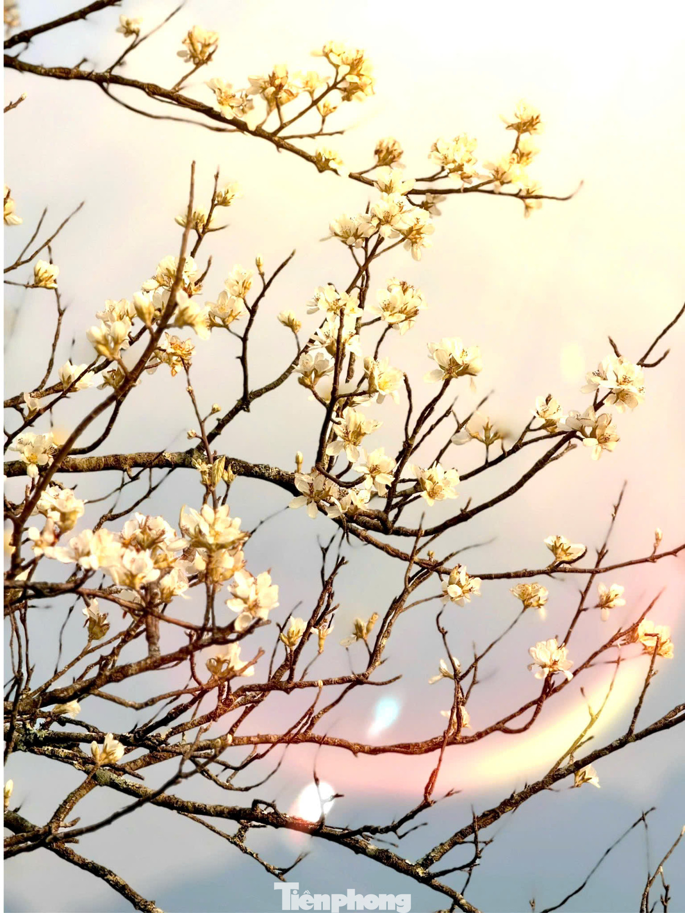 Hoa sơn tra có 5 cánh màu trắng ngà, nhụy màu vàng, khi nở thành từng chùm bông ôm trọn cành cây mộc mạc, như những cây bông tuyết khổng lồ. Hoa sơn tra có vẻ đẹp dung dị, mộc mạc, biểu tượng cho sức sống bền bỉ, kiên cường của đồng bào dân tộc Mông.