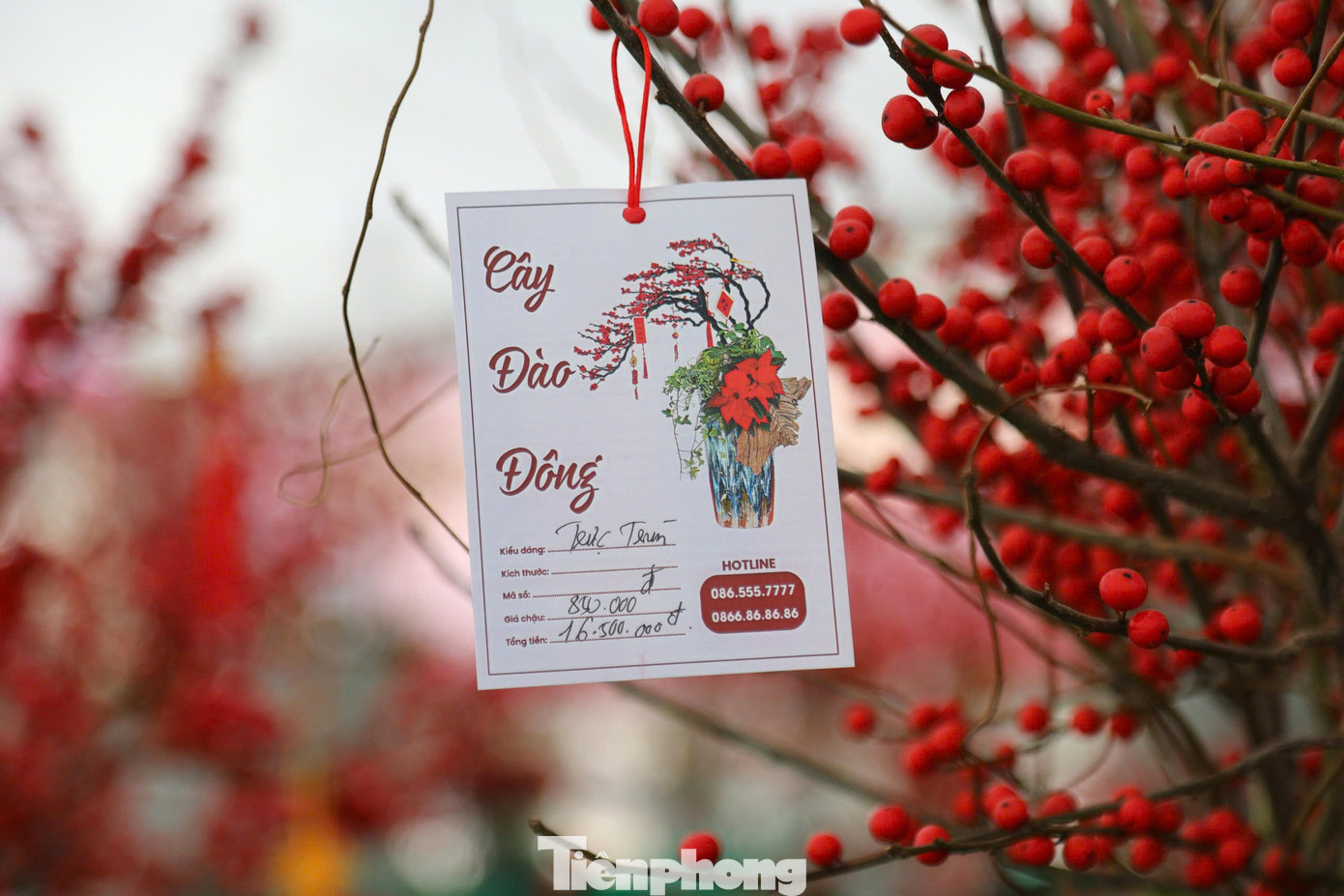 Các nghệ nhân còn khéo léo tạo ra những cây xanh nhỏ hoặc tiểu cảnh để trang trí thêm, nâng cao tính thẩm mỹ, phục vụ đa dạng nhu cầu của khách hàng.