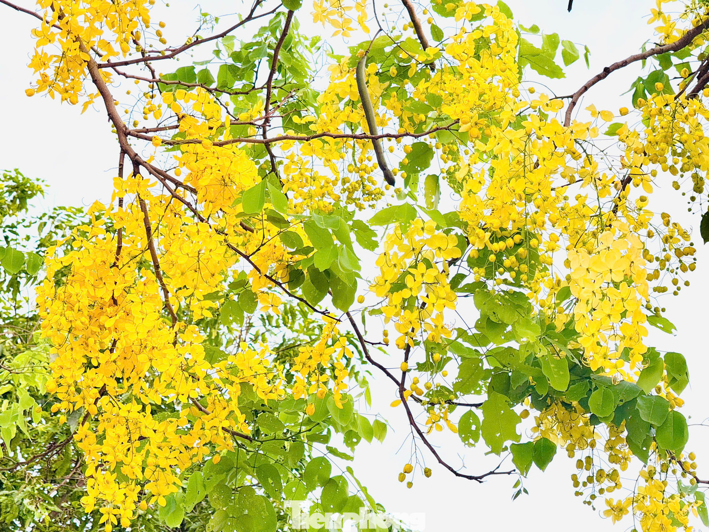 Muồng hoàng yến là loài hoa có nguồn gốc từ Nam Á, thường nở rộ vào cuối tháng 4 đến tháng 6, với chùm hoa dài buông rủ và sắc vàng rực rỡ. Muồng hoàng yến còn có tên là muồng hoàng hậu, hoa lồng đèn, bò cạp nước, bò cạp vàng, Osaka, mai dây, cây xuân muộn, mai nở muộn...