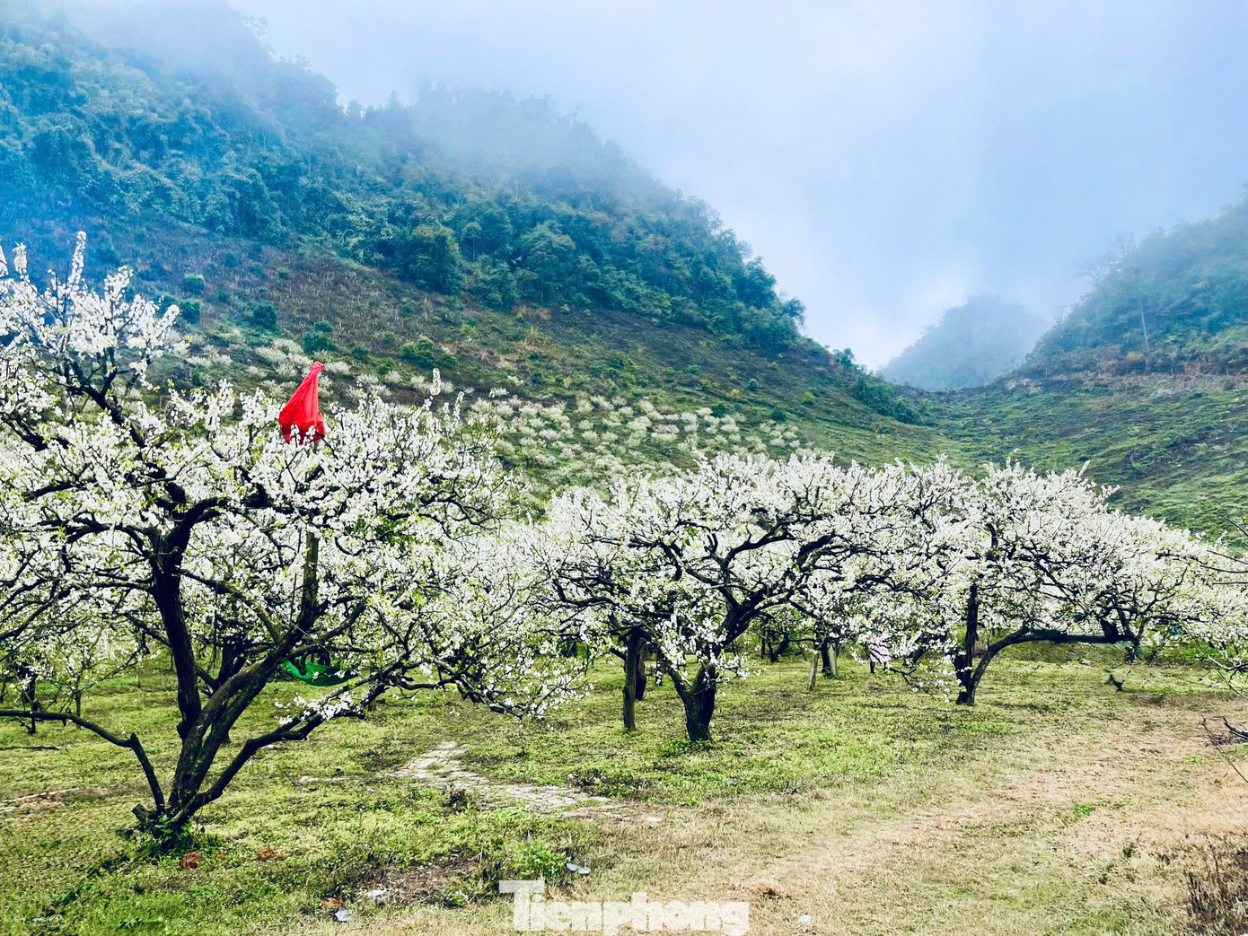 Nằm cách Hà Nội gần 200km, Mộc Châu được xem là một trong những địa điểm du lịch hấp dẫn ở miền Bắc, đặc biệt vào mùa hoa mận dịp đầu năm.