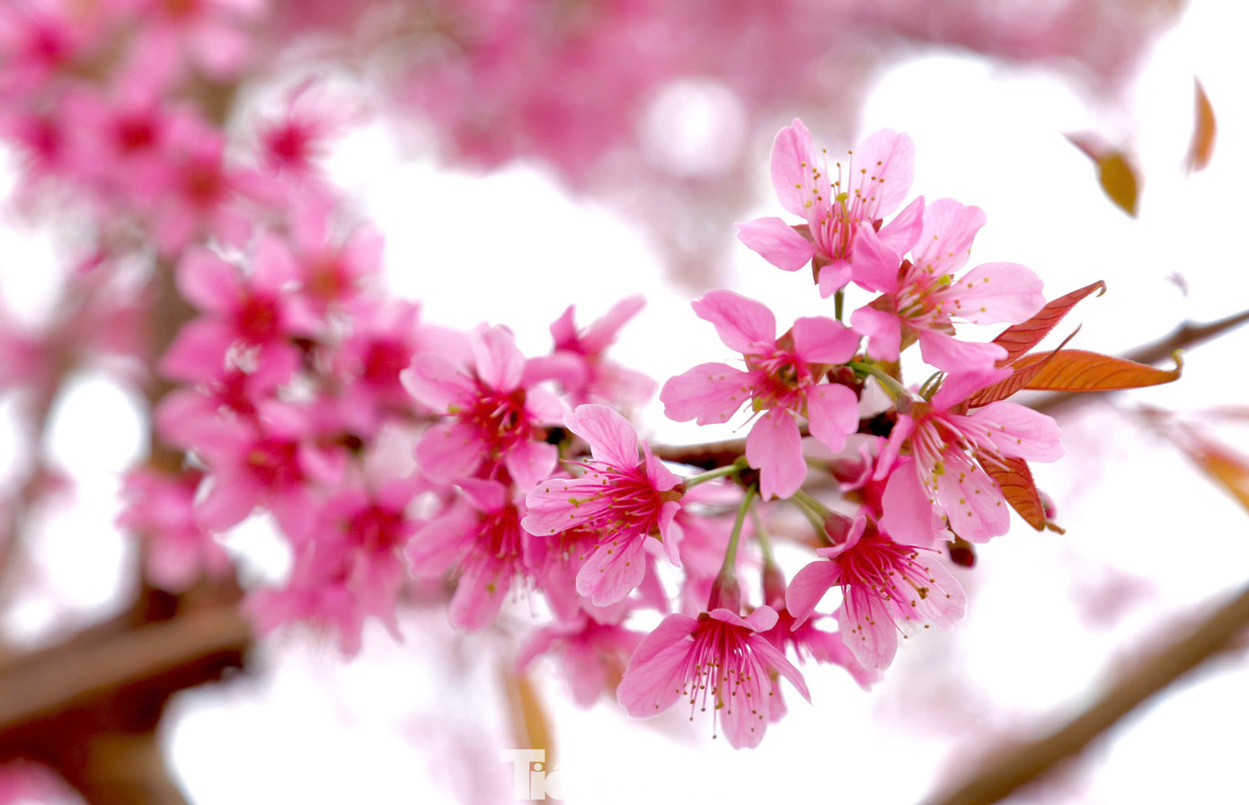 Hoa mai anh đào có nét riêng đặc sắc, hoa thường mọc thành từng chùm, mỗi bông hoa có năm cánh đơn màu hồng phai.