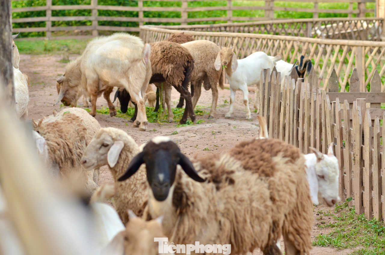 Ngoài việc trải nghiệm hái nho, du khách còn được trải nghiệm hoạt động cho động vật ăn thức ăn. Ở nông trại, khách tham quan có thể vui chơi thỏa thích cùng những chú thú cưng như thỏ, chuột hamster, cừu…dễ thương này.