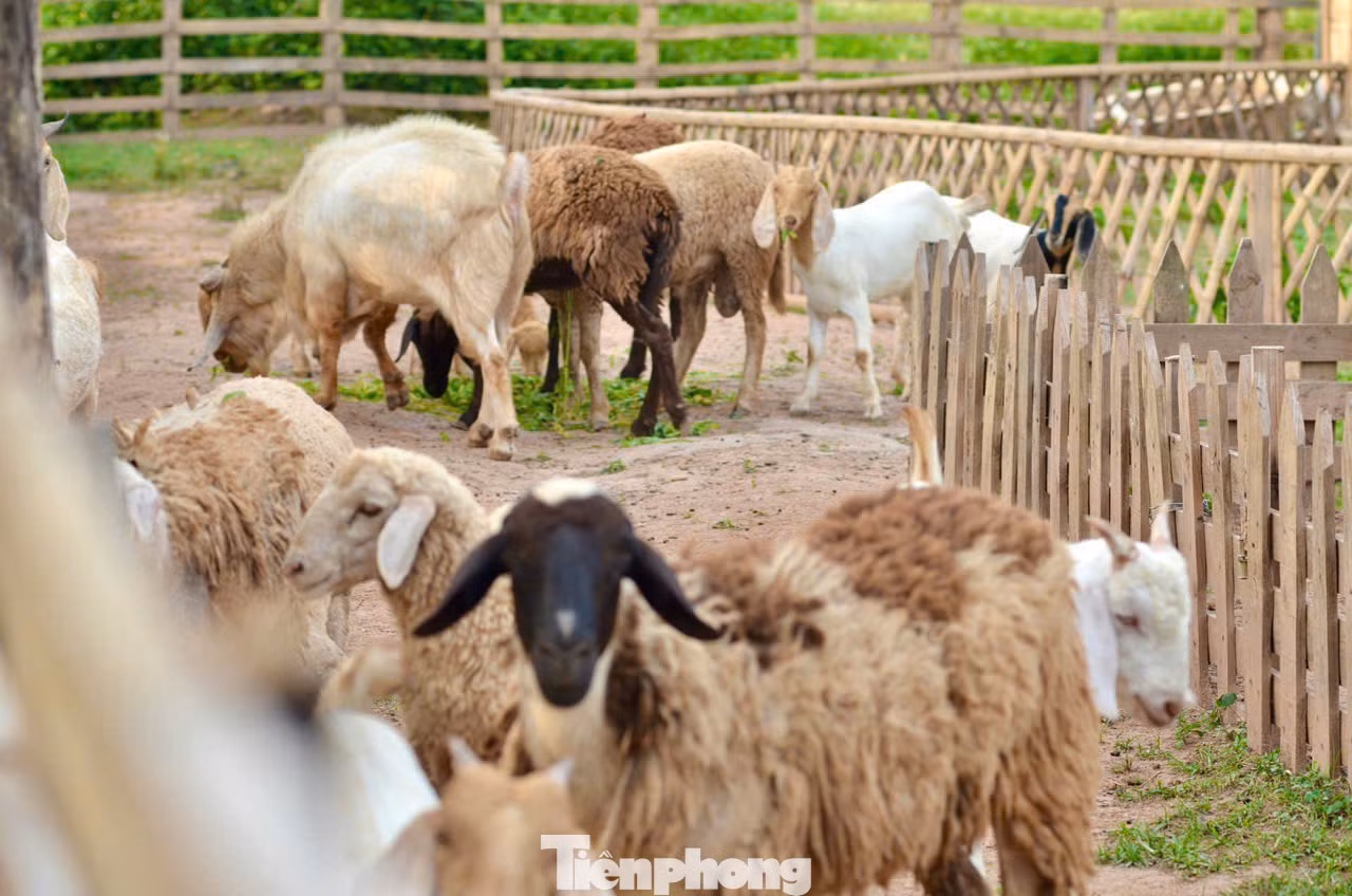 Ngoài việc trải nghiệm hái nho, du khách còn được trải nghiệm hoạt động cho động vật ăn thức ăn. Ở nông trại, khách tham quan có thể vui chơi thỏa thích cùng những chú thú cưng như thỏ, chuột hamster, cừu…dễ thương này.