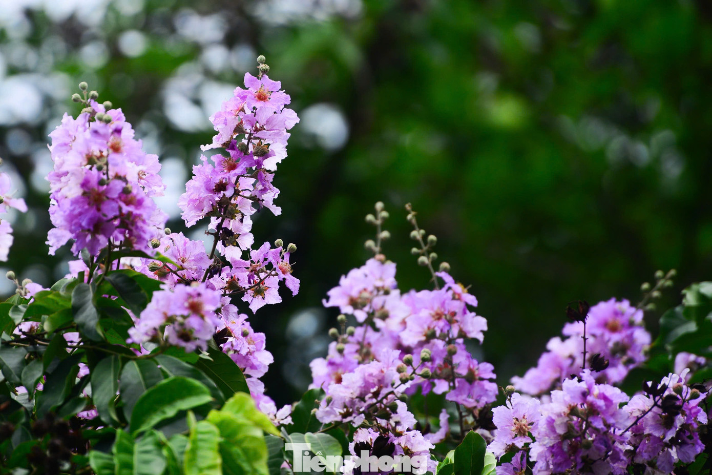 Sắc hoa không chỉ tô điểm cho phố phường thêm tươi sáng mà còn gợi nhớ lại ký ức tuổi thơ, những rung động tuổi học trò mỗi độ chia tay mùa thi.