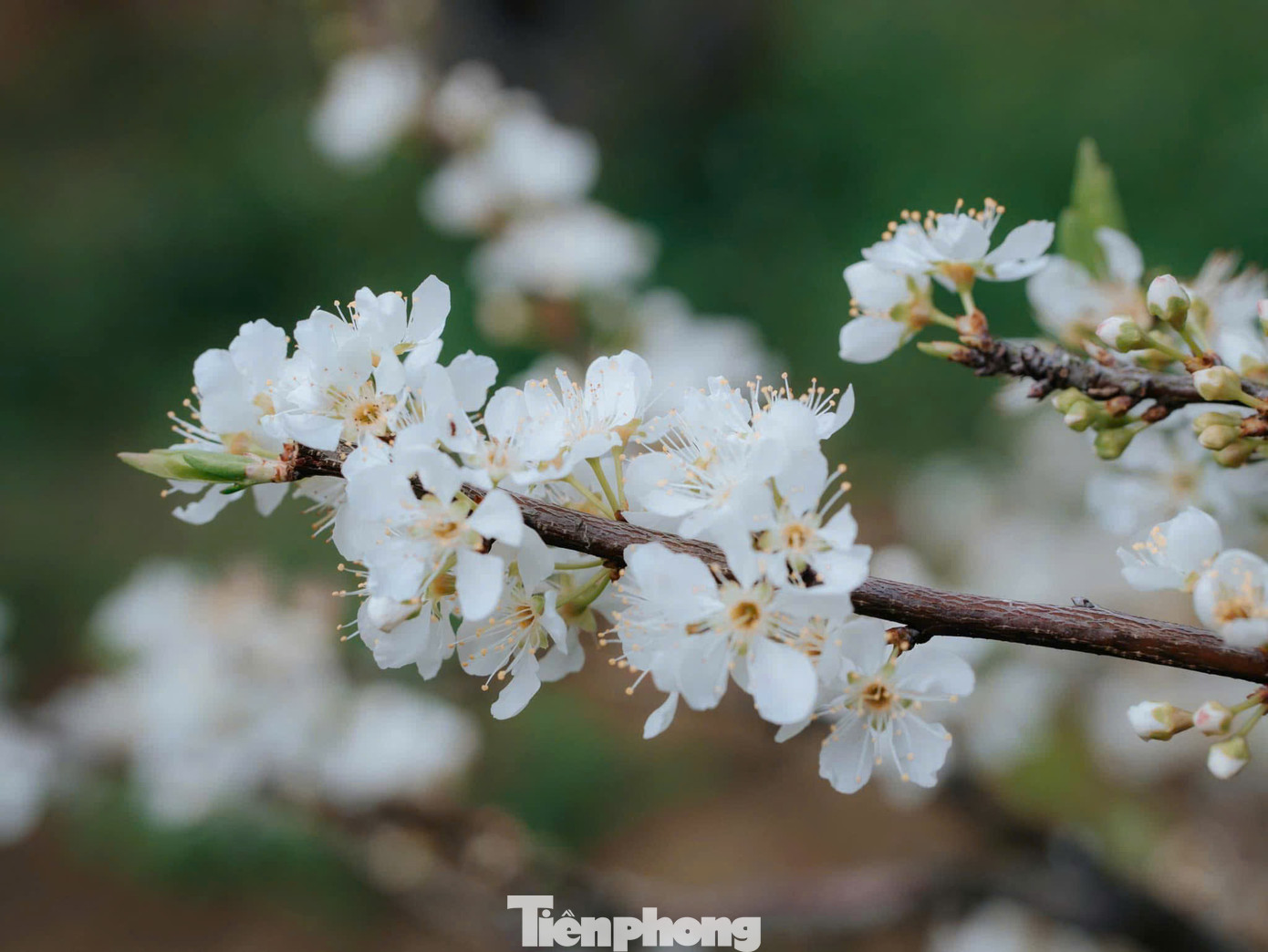 Đây cũng là thời điểm du khách có thể chiêm ngưỡng hoa nở trắng trời cao nguyên với sắc trắng tinh khôi của hoa mận trải dài khắp thung lũng tuyệt đẹp.