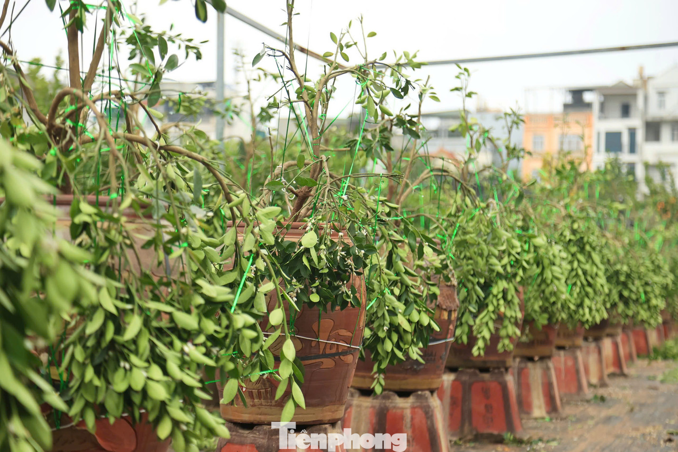 Cuối tháng Giêng thời tiết nồm ẩm, mưa xuân là thời điểm lý tưởng cho những nhà vườn quất Tứ Liên (Tây Hồ, Hà Nội) hối hả bắt tay vào vụ mới.