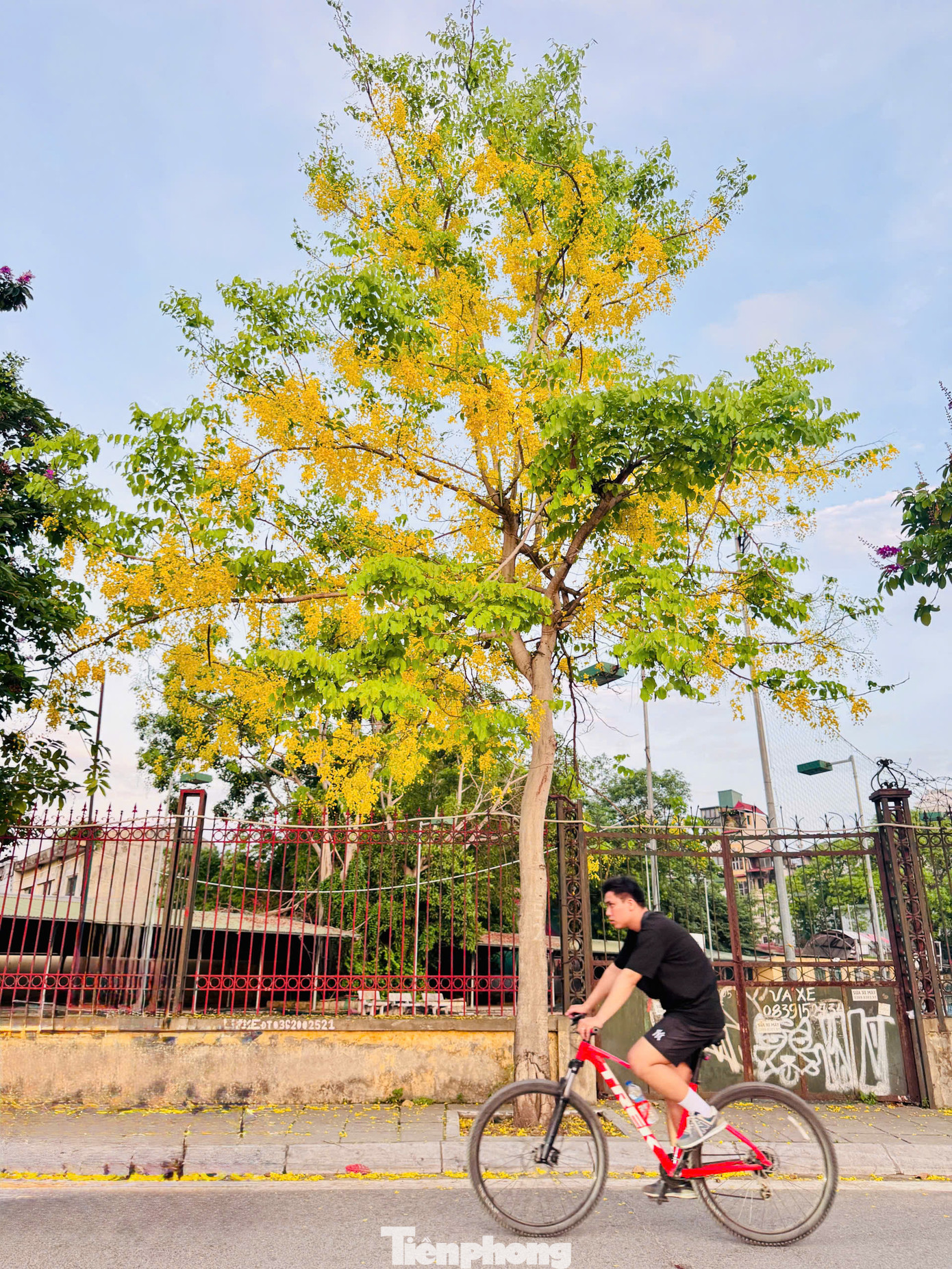 Tán hoa buông rủ mềm mại, đung đưa theo gió khiến khung cảnh trở nên thơ mộng.