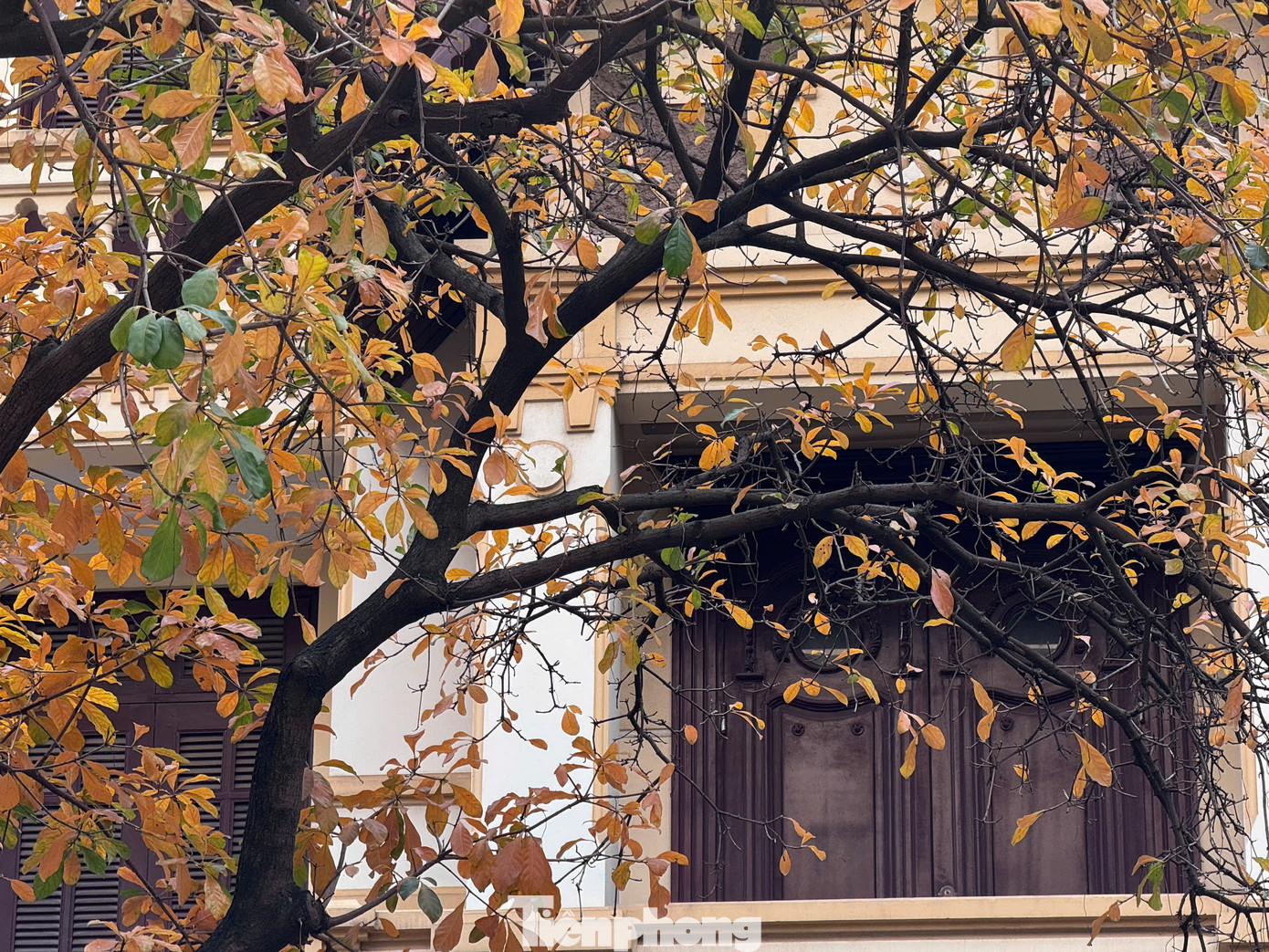 Những góc phố Hà Nội thân quen, cung đường, cây xanh bắt đầu chuyển sắc đỏ, vàng. Những góc phố Hà Nội thân quen, cung đường, cây xanh bắt đầu chuyển sắc đỏ, vàng.