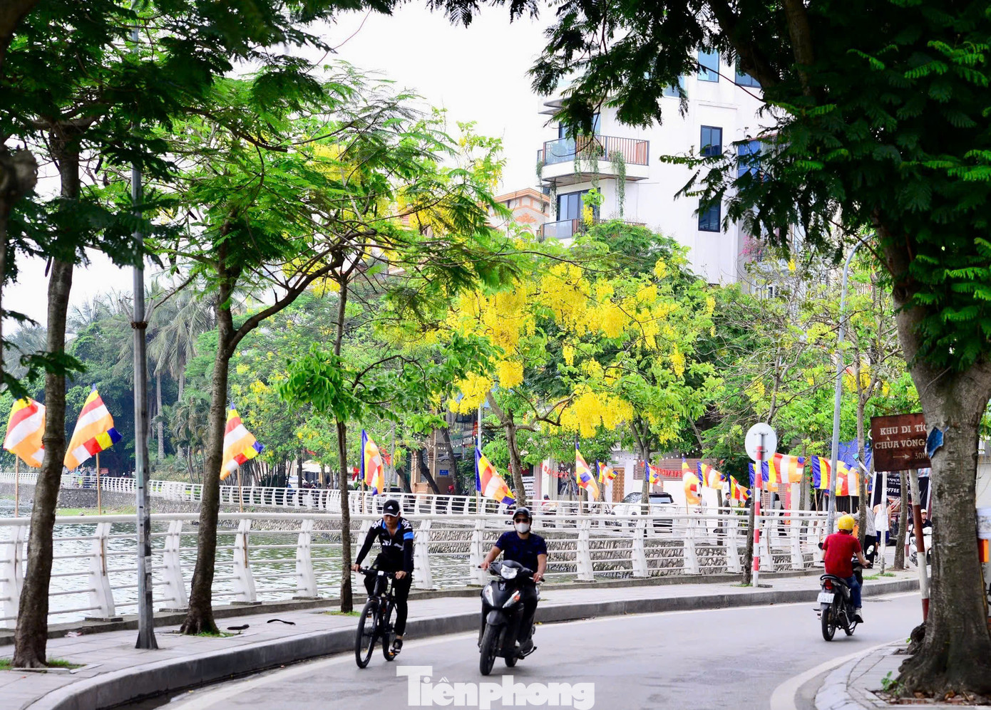 Muồng hoàng yến nở rộ ven hồ Tây, tạo nên không gian trong lành và lãng mạn giữa lòng Thủ đô.
