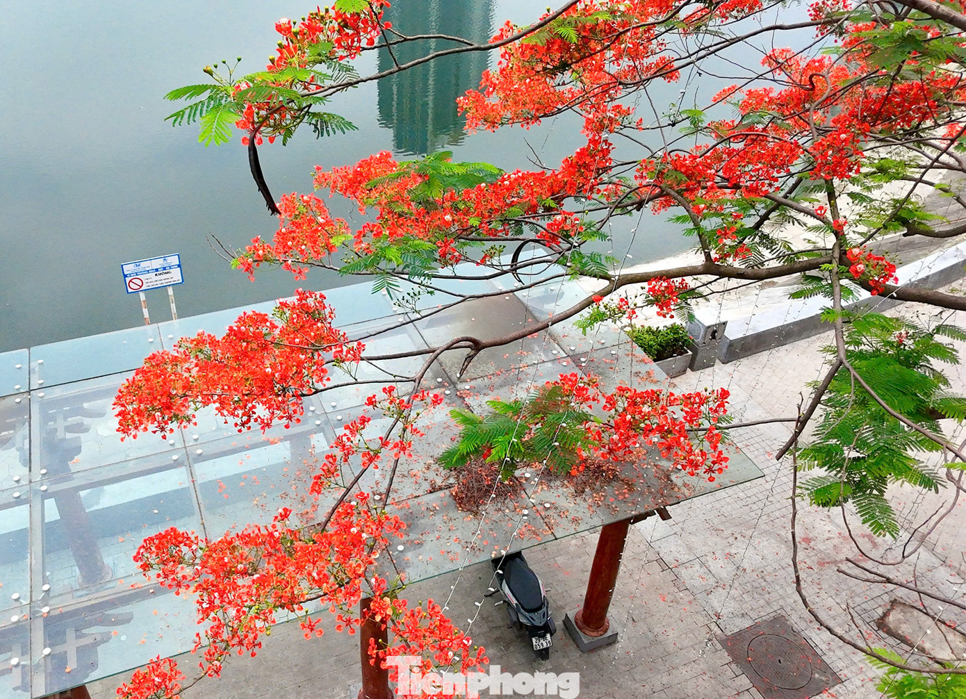 Phượng vĩ còn có tên là xoan tây hay điệp tây. Ngoài giá trị là cây cảnh, phượng vĩ còn có tác dụng như một loài cây tạo bóng râm trong điều kiện nhiệt đới.