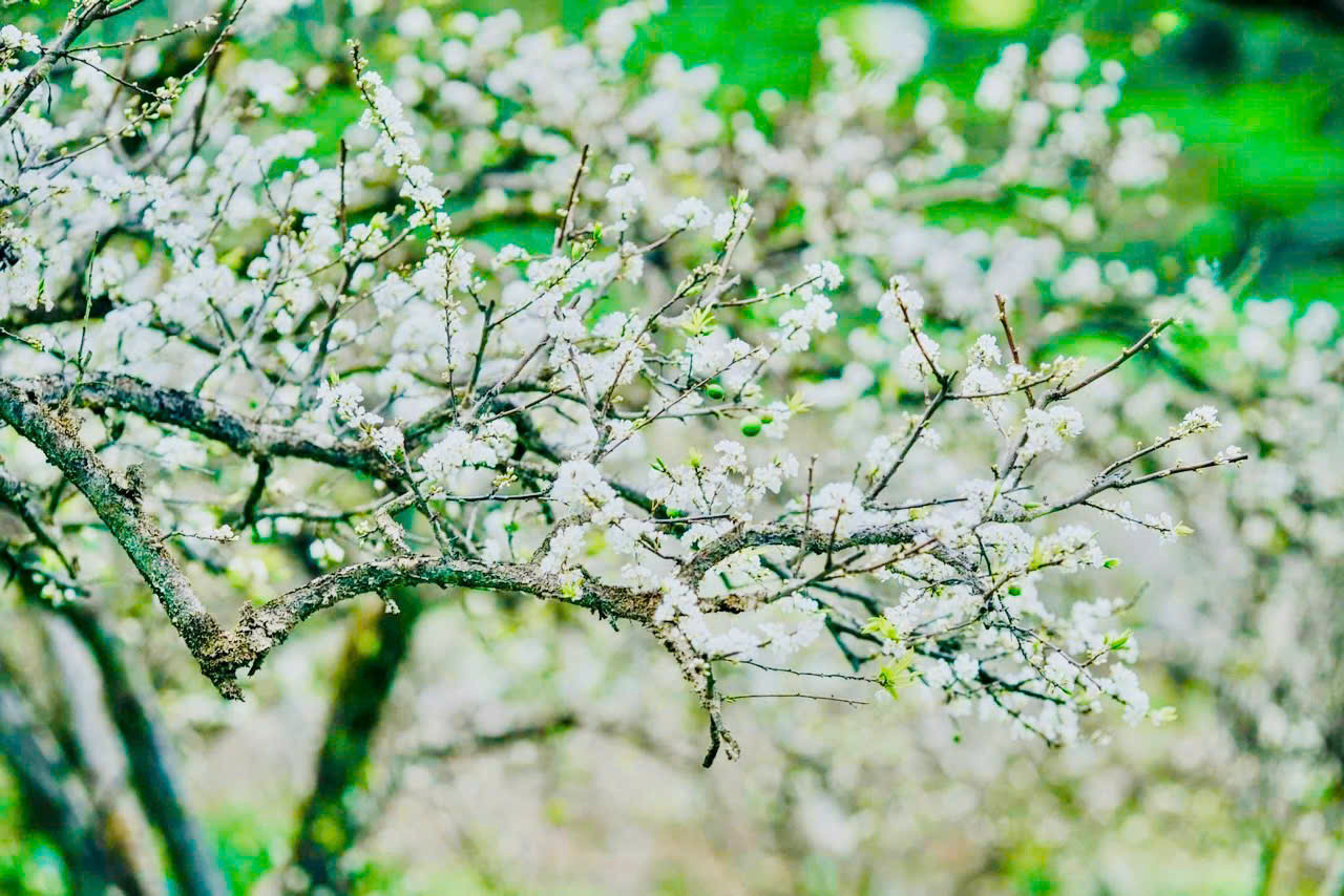 Cuối tháng 1 đến tháng 2 hàng năm là thời điểm hoa mận trên cao nguyên Mộc Châu bắt đầu nở rộ. Cuối tháng 1 đến tháng 2 hàng năm là thời điểm hoa mận trên cao nguyên Mộc Châu bắt đầu nở rộ.