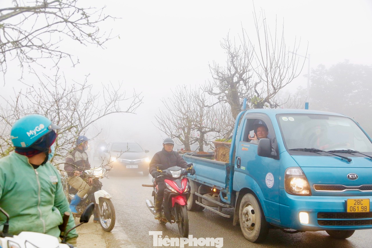 Dọc tuyến quốc lộ 6 đoạn qua huyện Mai Châu (tỉnh Hòa Bình) và huyện Vân Hồ, Mộc Châu (tỉnh Sơn La), hàng trăm nghìn gốc đào đã được người dân tập kết và bày bán. Dọc tuyến quốc lộ 6 đoạn qua huyện Mai Châu (tỉnh Hòa Bình) và huyện Vân Hồ, Mộc Châu (tỉnh Sơn La), hàng trăm nghìn gốc đào đã được người dân tập kết và bày bán.