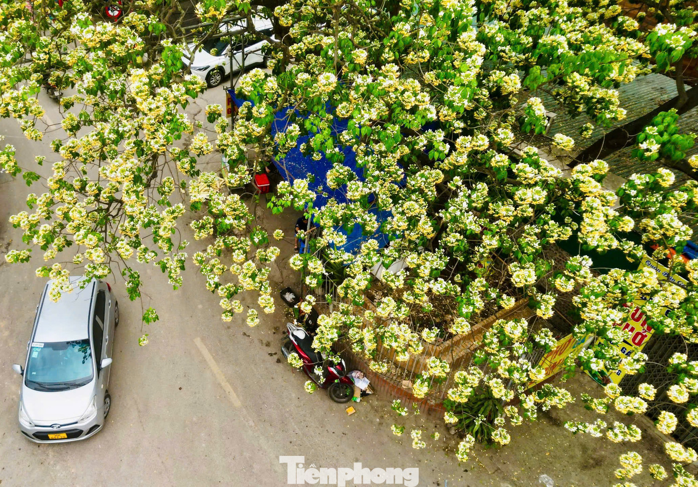 Mỗi dịp tháng 4 về khi hoa bung nở, nơi đây nhanh chóng biến thành điểm check-in hấp dẫn các bạn trẻ. Nhiều nhiếp ảnh gia cũng tranh thủ về đây để ghi lại những bức hình về loài hoa độc đáo này,