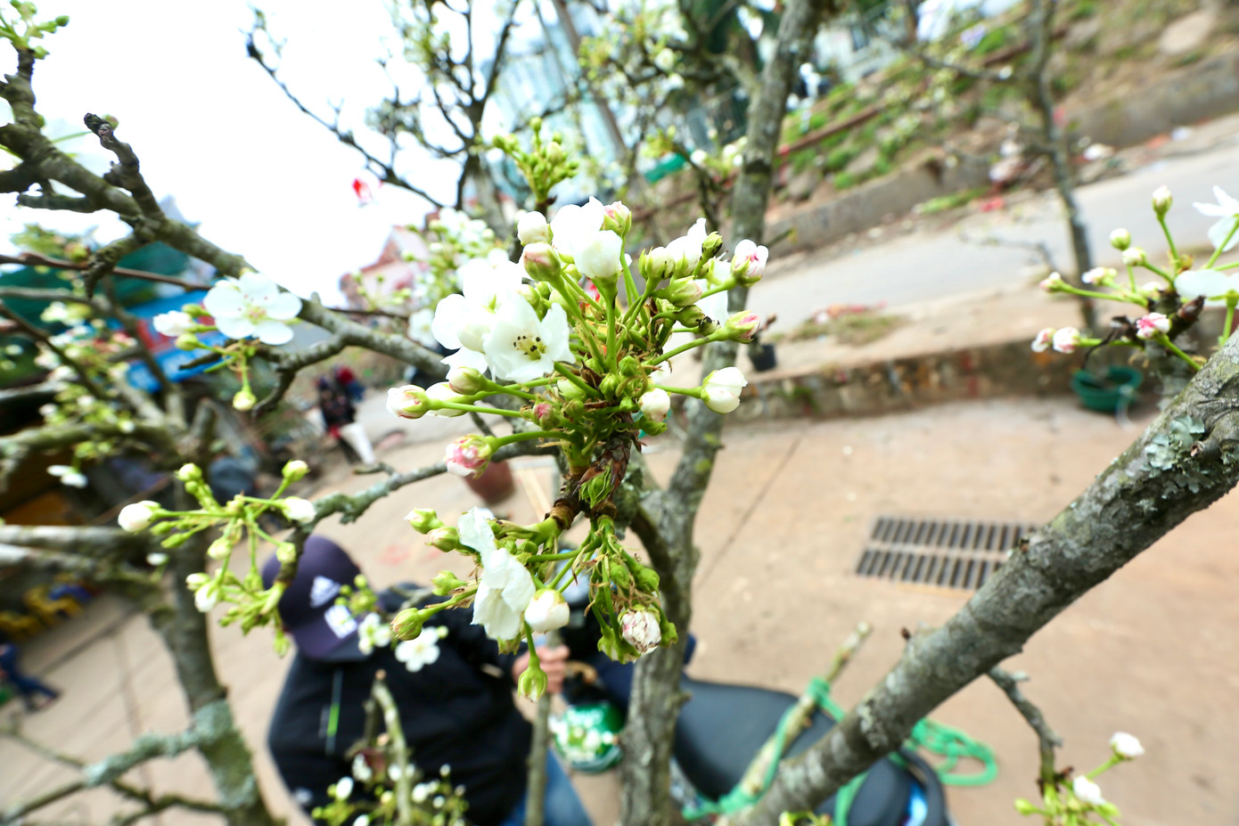 Tiểu thương trên chợ hoa Nghi Tàm cho biết: "Những cành hoa lê này được nhập từ nhiều tỉnh miền núi phía Bắc như Lạng Sơn, Lào Cai, Sơn La... Đây là những loại cây có thân xù xì, hoa thường nở thành chùm lớn, lâu tàn. Cây hoa lê chịu được thời tiết khắc nghiệt". Tiểu thương trên chợ hoa Nghi Tàm cho biết: "Những cành hoa lê này được nhập từ nhiều tỉnh miền núi phía Bắc như Lạng Sơn, Lào Cai, Sơn La... Đây là những loại cây có thân xù xì, hoa thường nở thành chùm lớn, lâu tàn. Cây hoa lê chịu được thời tiết khắc nghiệt".