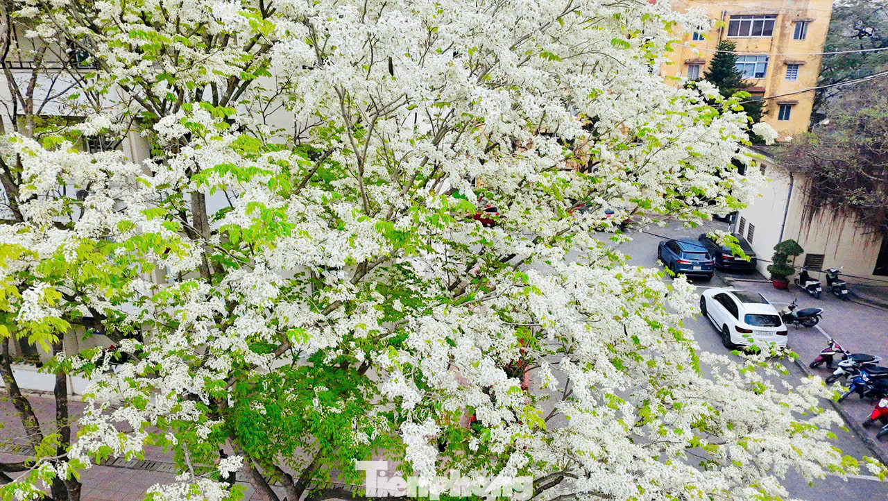 Sắc trắng tinh khiết mang lại vẻ đẹp riêng cho hoa sưa.