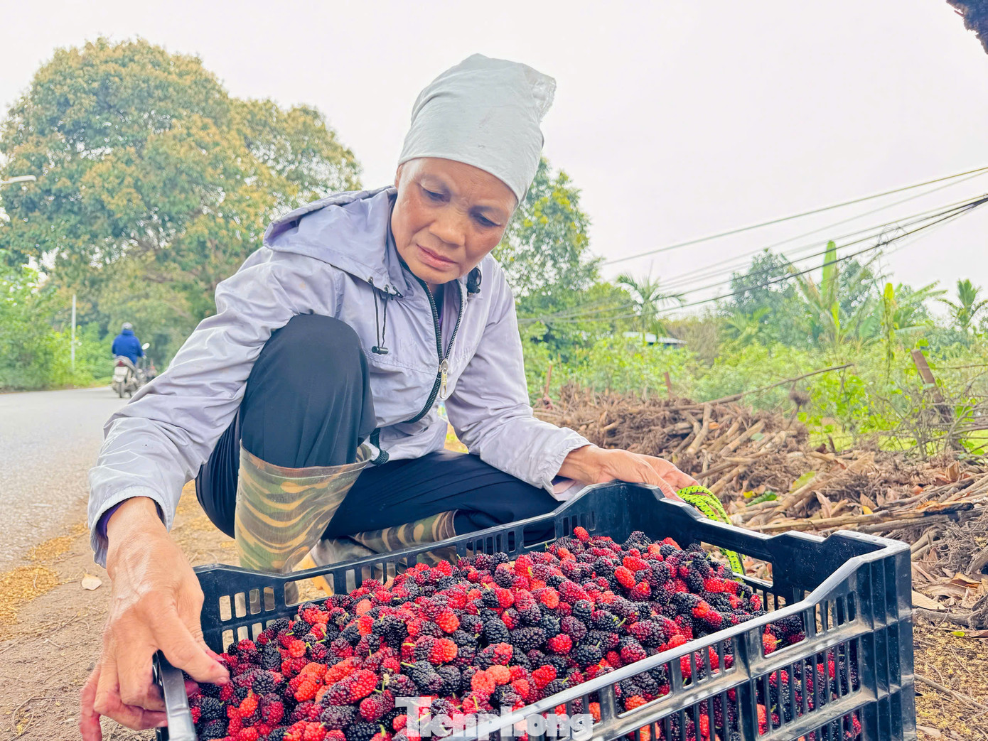 Giá bán tại vườn cho các thương lái dao động từ 15.000 - 20.000 đồng/kg tùy loại. Giá bán tại vườn cho các thương lái dao động từ 15.000 - 20.000 đồng/kg tùy loại.