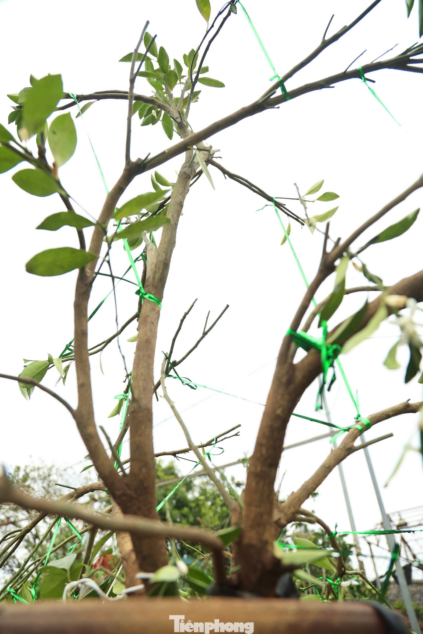 "Tạo dáng quất cảnh khó nhất là dựa vào thế của ngọn để uốn cành sao cho các cành, các nhánh quất vào đúng hướng, không làm gãy cành", anh Dũng thợ thâm niên lâu năm trong nghề chia sẻ.