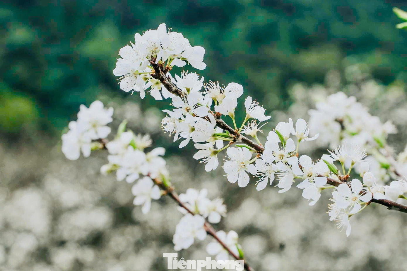 Đây cũng là thời điểm du khách có thể chiêm ngưỡng hoa nở trắng trời cao nguyên với sắc trắng tinh khôi của hoa mận trải dài khắp thung lũng tuyệt đẹp.