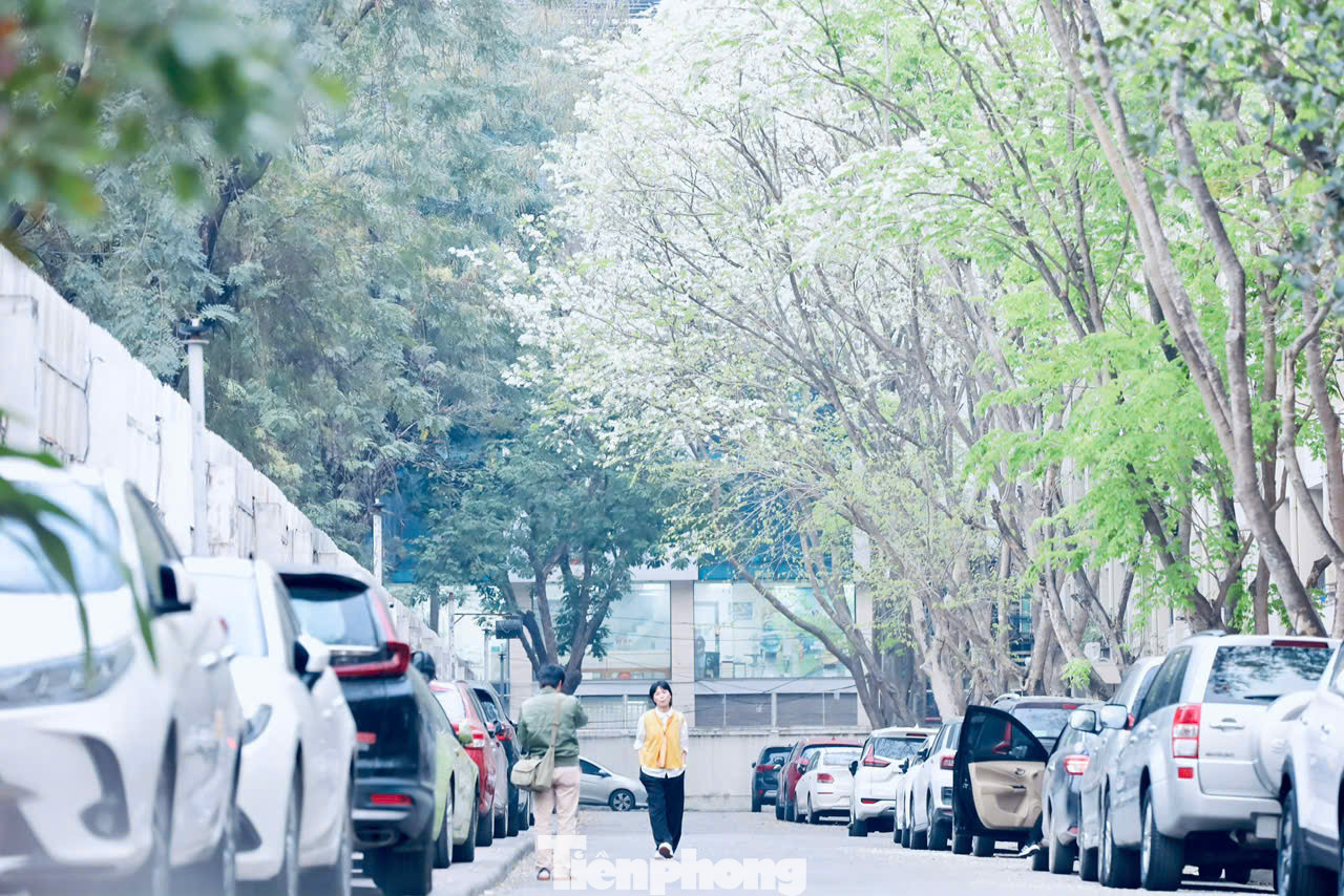 Hoa sưa mang vẻ đẹp trong sáng với nét quyến rũ rất riêng, sẽ chẳng ở đâu dễ bắt gặp một được mùa hoa sưa đẹp như ở Hà Nội.