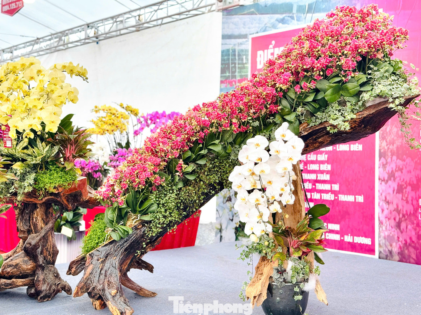 “Vài năm trở lại đây, các sản phẩm lan hồ điệp nằm trên gỗ lũa được nhiều khách hàng ưa chuộng vì kiểu dáng mới mẻ và phong cách sang trọng. Đối với sản phẩm đặc biệt này hoa lan phải được phối màu kỹ càng, toát lên vẻ sang trọng của chậu hoa", người thợ hoa tên Nghiệp chia sẻ.