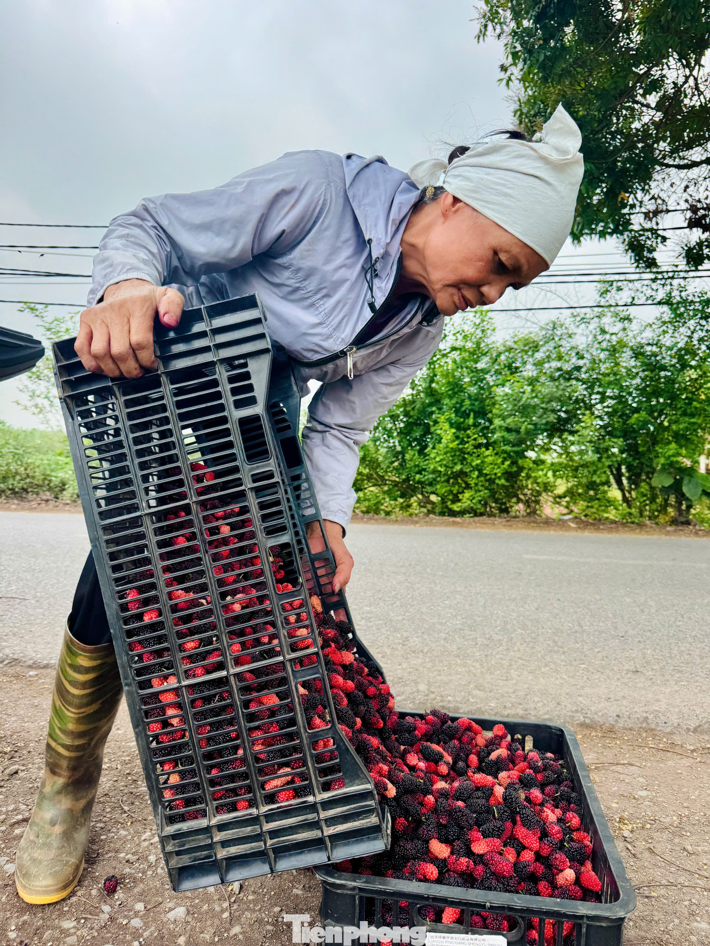 Từ ngoại thành, dâu tằm được vận chuyển, bán tại các chợ trong nội đô Hà Nội và xuất vào các tỉnh, thành phía Nam. Giá dâu bán lẻ tại các chợ trên địa bàn Thủ đô dao động từ 30.000 - 50.000 đồng/kg. Từ ngoại thành, dâu tằm được vận chuyển, bán tại các chợ trong nội đô Hà Nội và xuất vào các tỉnh, thành phía Nam. Giá dâu bán lẻ tại các chợ trên địa bàn Thủ đô dao động từ 30.000 - 50.000 đồng/kg.