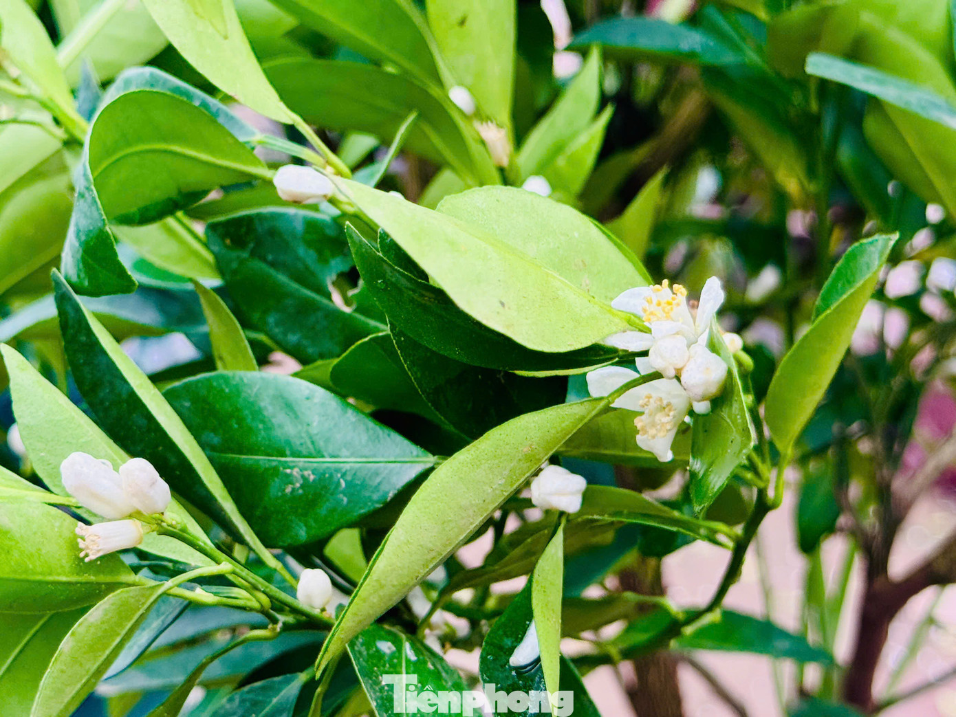 Nhiều gốc quất cảnh giống bắt đầu nở hoa, các nhà vườn rục rịch cho vào từng bình và chăm sóc cho cây phát triển.