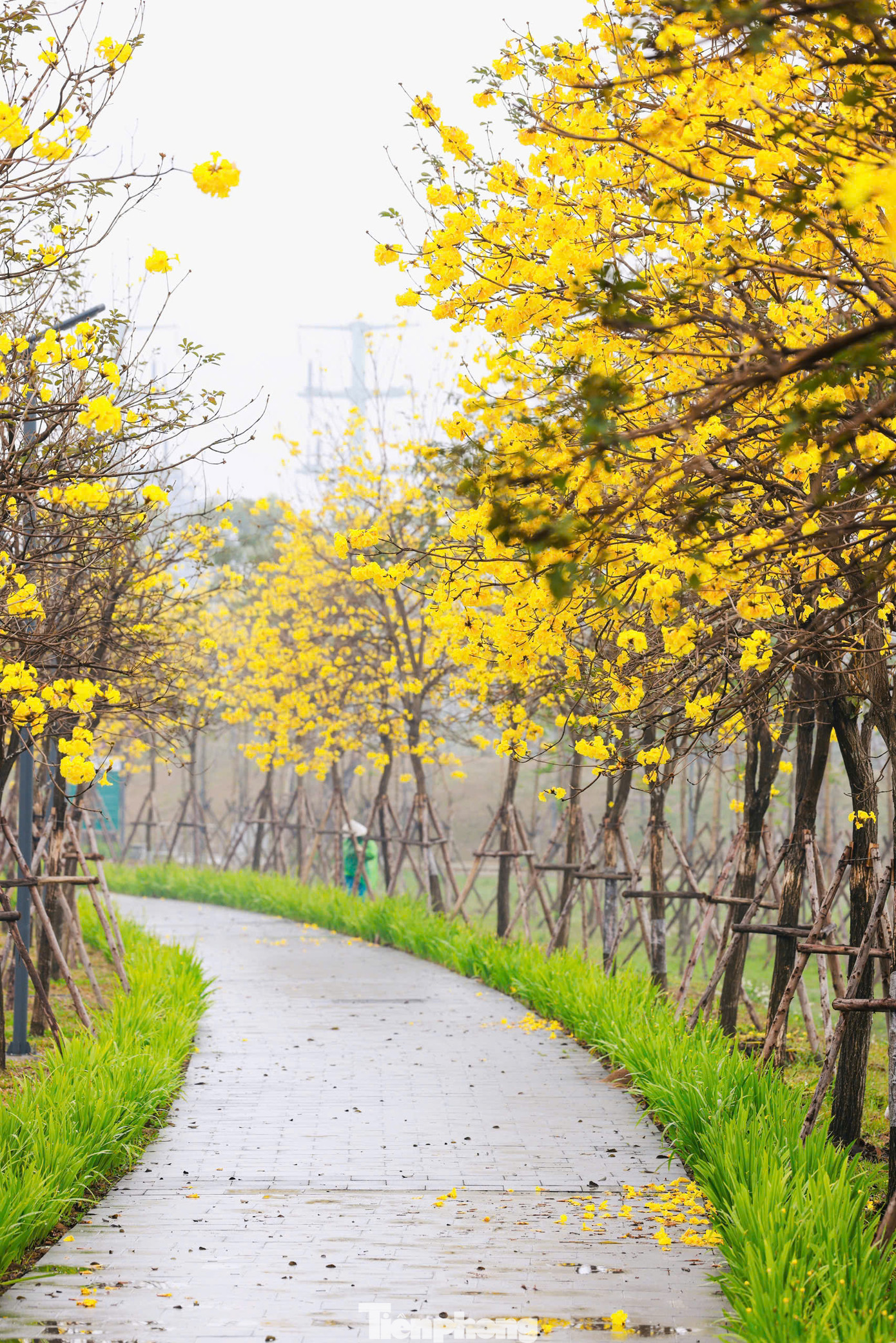 Những ngày đầu xuân, hai bên đường tại khu đô thị ở Hà Đông, Hà Nội được phủ ngập sắc vàng, khiến nhiều người có dịp ghé thăm ngỡ như lạc vào mùa thu rực rỡ sắc vàng Hàn Quốc.