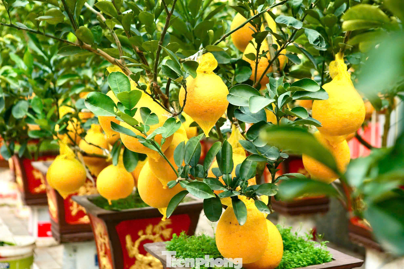 Những ngày này, dọc các tuyến đường như Lạc Long Quân, Nghi Tàm, Lê Quang Đạo... thị trường cây cảnh phục vụ Tết Nguyên đán Ất Tỵ 2025 bắt đầu trở nên sôi động. Các nhà vườn tung ra hàng loạt "siêu phẩm" phục vụ nhu cầu mua sắm của khách hàng.