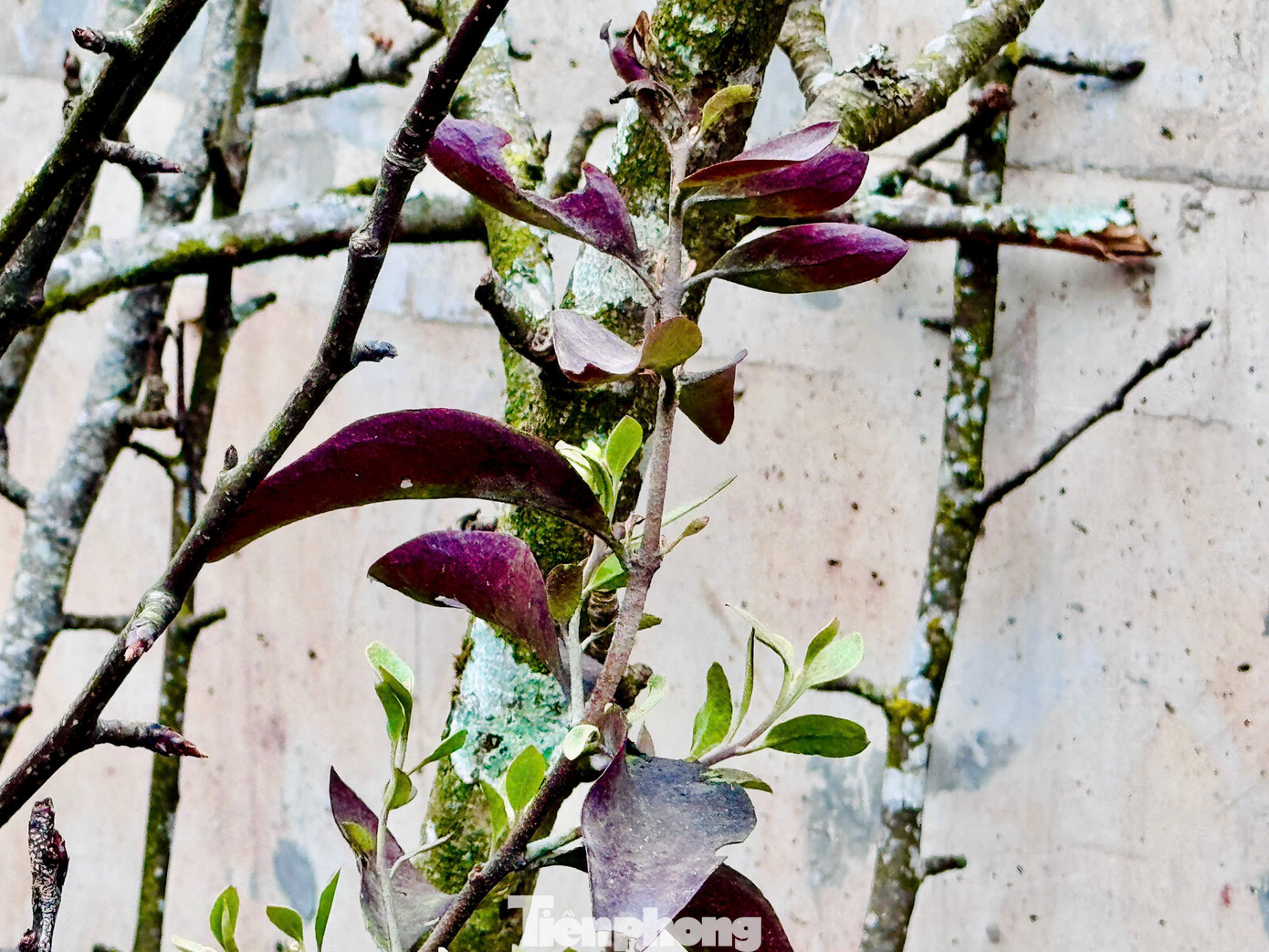 Những cành có nhánh tầm gửi hoặc nhiều mảng mốc, rêu xanh bám trên thân luôn được người chơi hoa lê sành sỏi săn đón. Những cành có nhánh tầm gửi hoặc nhiều mảng mốc, rêu xanh bám trên thân luôn được người chơi hoa lê sành sỏi săn đón.