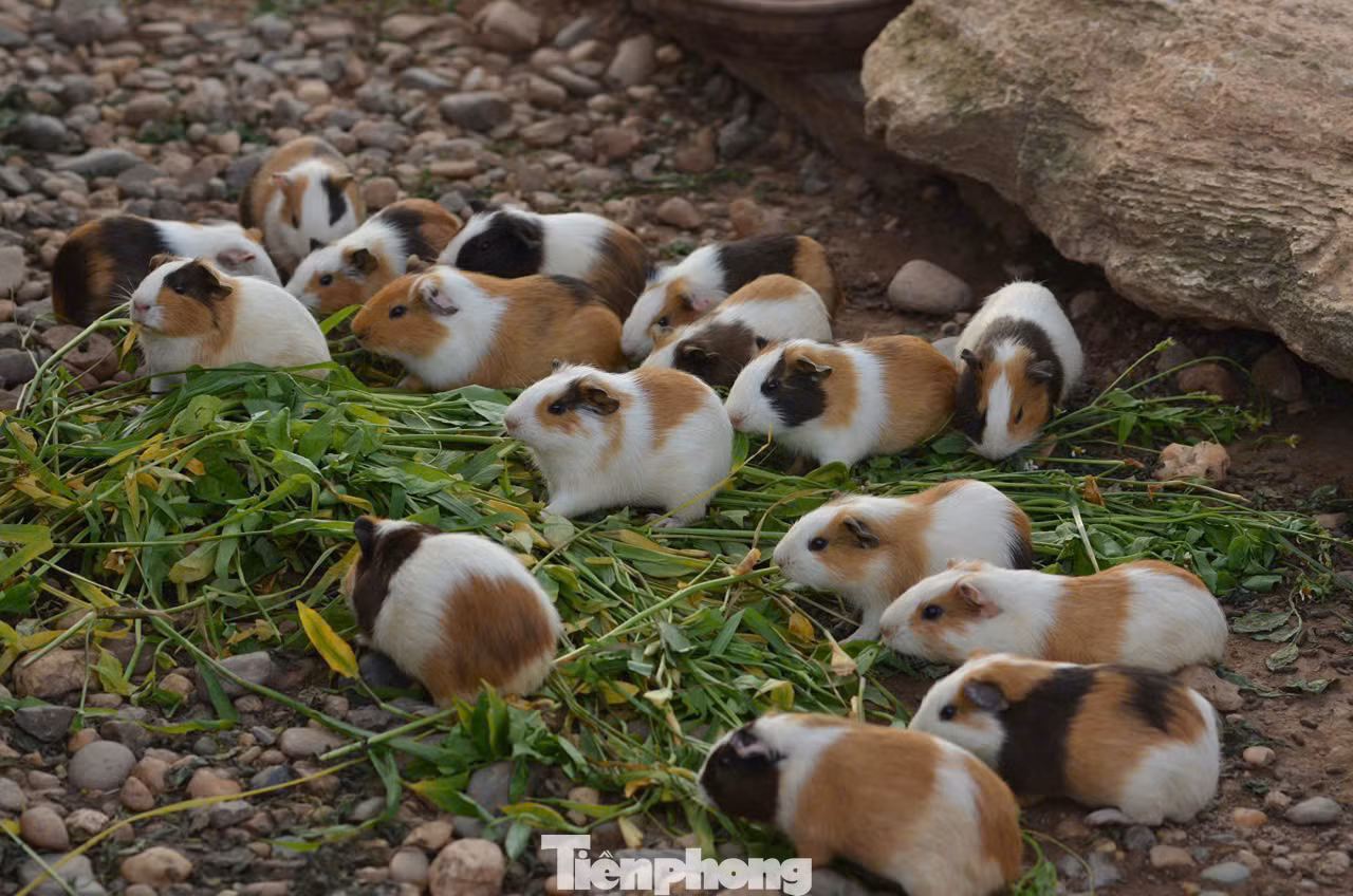 Ngoài việc trải nghiệm hái nho, du khách còn được trải nghiệm hoạt động cho động vật ăn thức ăn. Ở nông trại, khách tham quan có thể vui chơi thỏa thích cùng những chú thú cưng như thỏ, chuột hamster, cừu…dễ thương này.