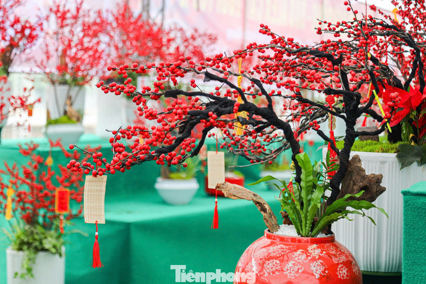 Khác với vẻ đẹp rực rỡ của hoa đào truyền thống, đào đông gây ấn tượng với những chùm quả đỏ mọng, căng tròn, mọc chi chít trên cành. Hiện tại giá thấp nhất là những chậu đào đông tiểu cảnh mini, bonsai để bàn từ 3 - 7 triệu đồng/chậu, những chậu lớn hơn có giá vài chục triệu đồng/chậu. Đáng chú ý, một số chậu cao cấp được làm tỉ mỉ với nhiều kiểu dáng cầu kỳ có thể lên tới cả trăm triệu đồng.