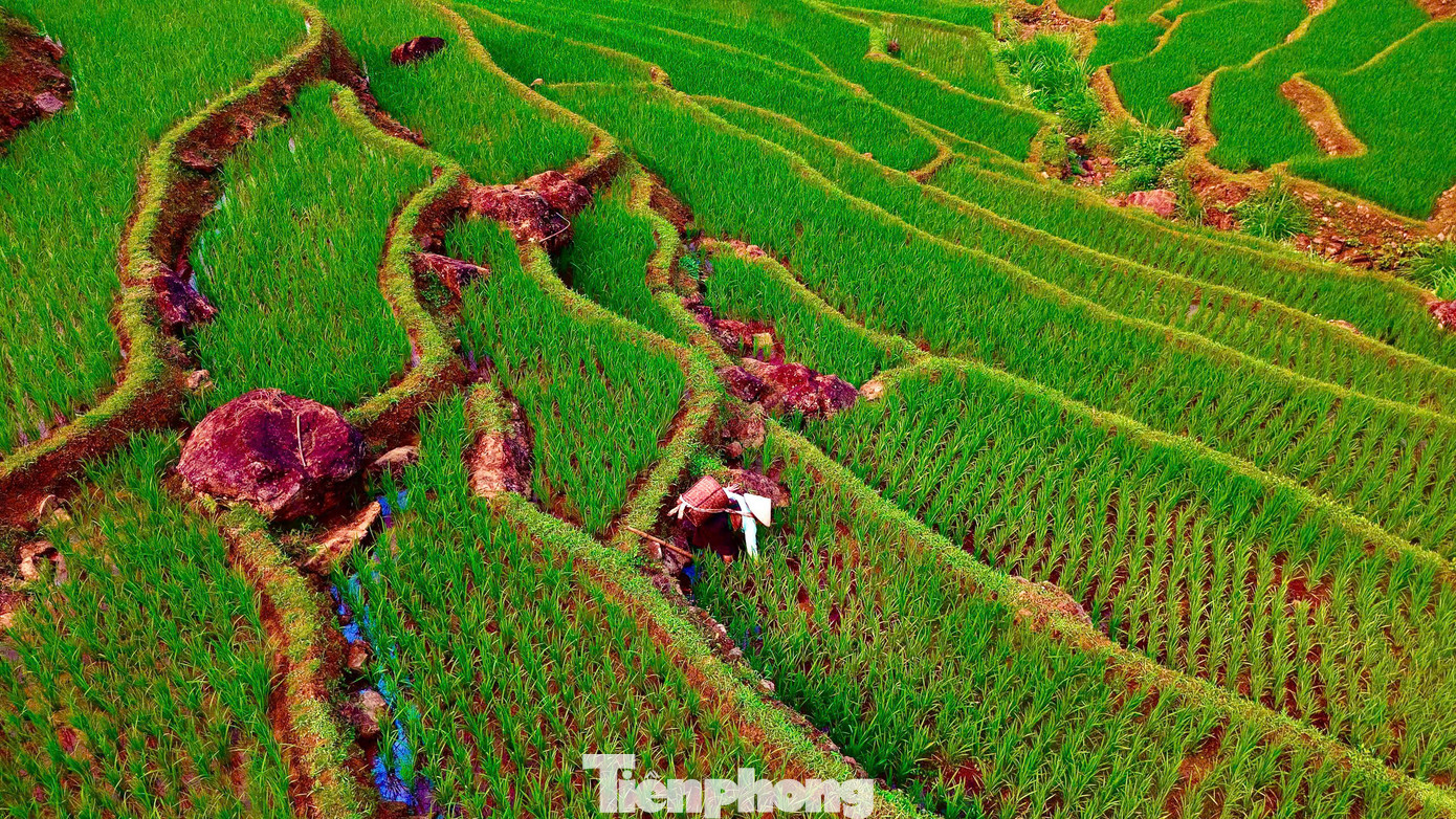 Người dân bản địa chăm sóc lúa giữa khung cảnh núi rừng trùng điệp, hình ảnh mộc mạc, gần gũi của cuộc sống miền sơn cước.