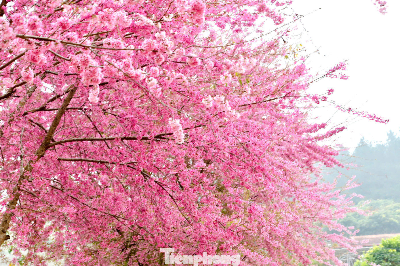 Xuất hiện ở Mộc Châu khoảng 5 năm trước, nhờ phù hợp với thời tiết và thổ nhưỡng nên cây mai anh đào phát triển tốt, ra hoa đúng mùa.