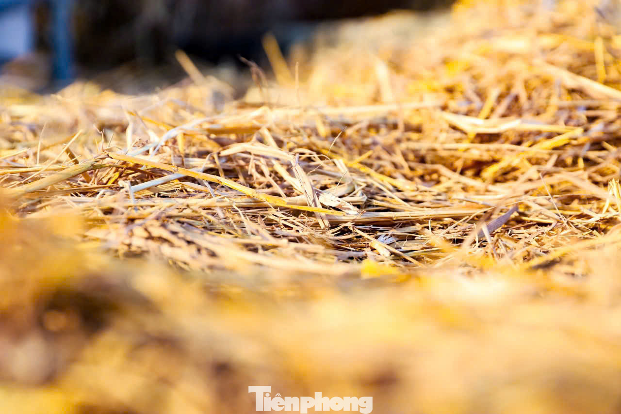 Nếu bạn đã quá quen với những quán cà phê decor kiểu Hàn - Nhật hiện đại, thì đây chính là “làn gió mới” khiến bạn trầm trồ! Mô hình ngồi làm việc thưởng thức đồ uống mới toanh với concept ngồi giữa rơm rạ đang gây sốt khắp mạng xã hội bởi sự mộc mạc, gần gũi mà vẫn cực kỳ “ăn ảnh”.