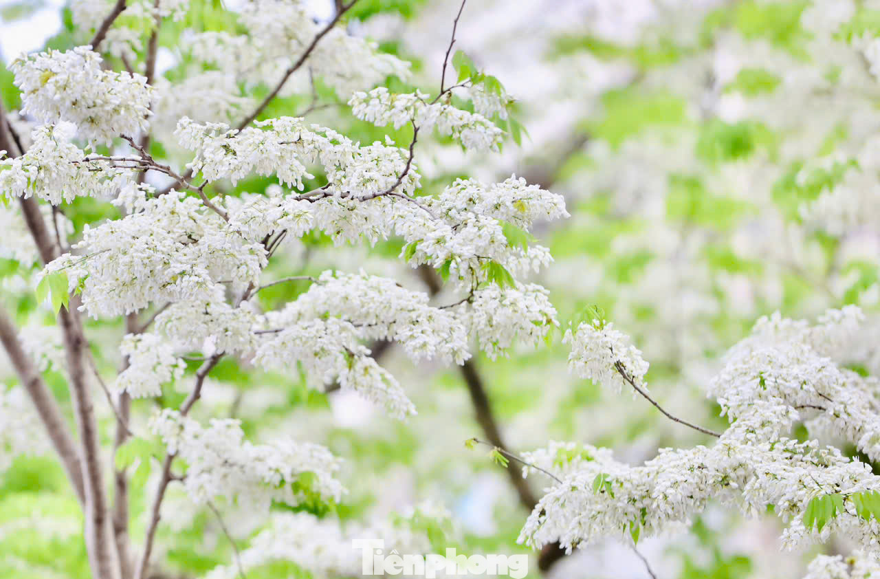 Hoa sưa trắng nở thành từng chùm vươn lên trời cao, rủ xuống rung rinh trong gió, thoang thoảng mùi thơm nhẹ.