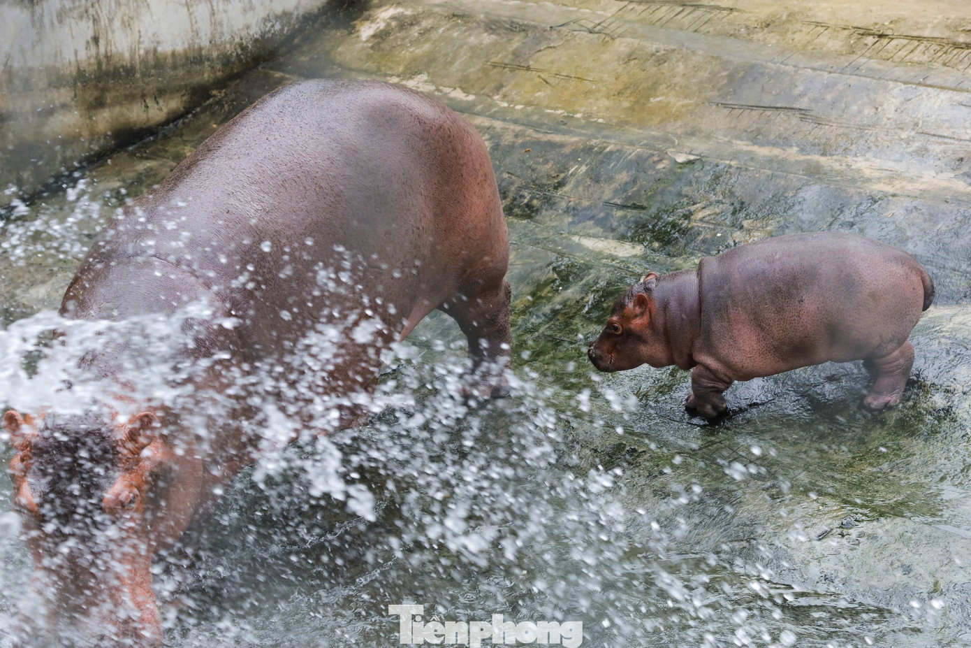 Ông Lê Sỹ Dũng, Chủ tịch Công ty TNHH MTV Vườn thú Hà Nội chia sẻ: “Lần đầu tiên chúng tôi đã chứng kiến loài Hà Mã sinh con, đánh dấu một bước ngoặt trong công tác nuôi dưỡng động vật hoang dã. Từ nhân viên quản lý, bác sĩ thú y, đến các công nhân đều tâm huyết, cùng vượt qua khó khăn ban đầu để nuôi dưỡng bé Hà Mã từ khi còn non nớt, đến nay đã lớn khỏe”.