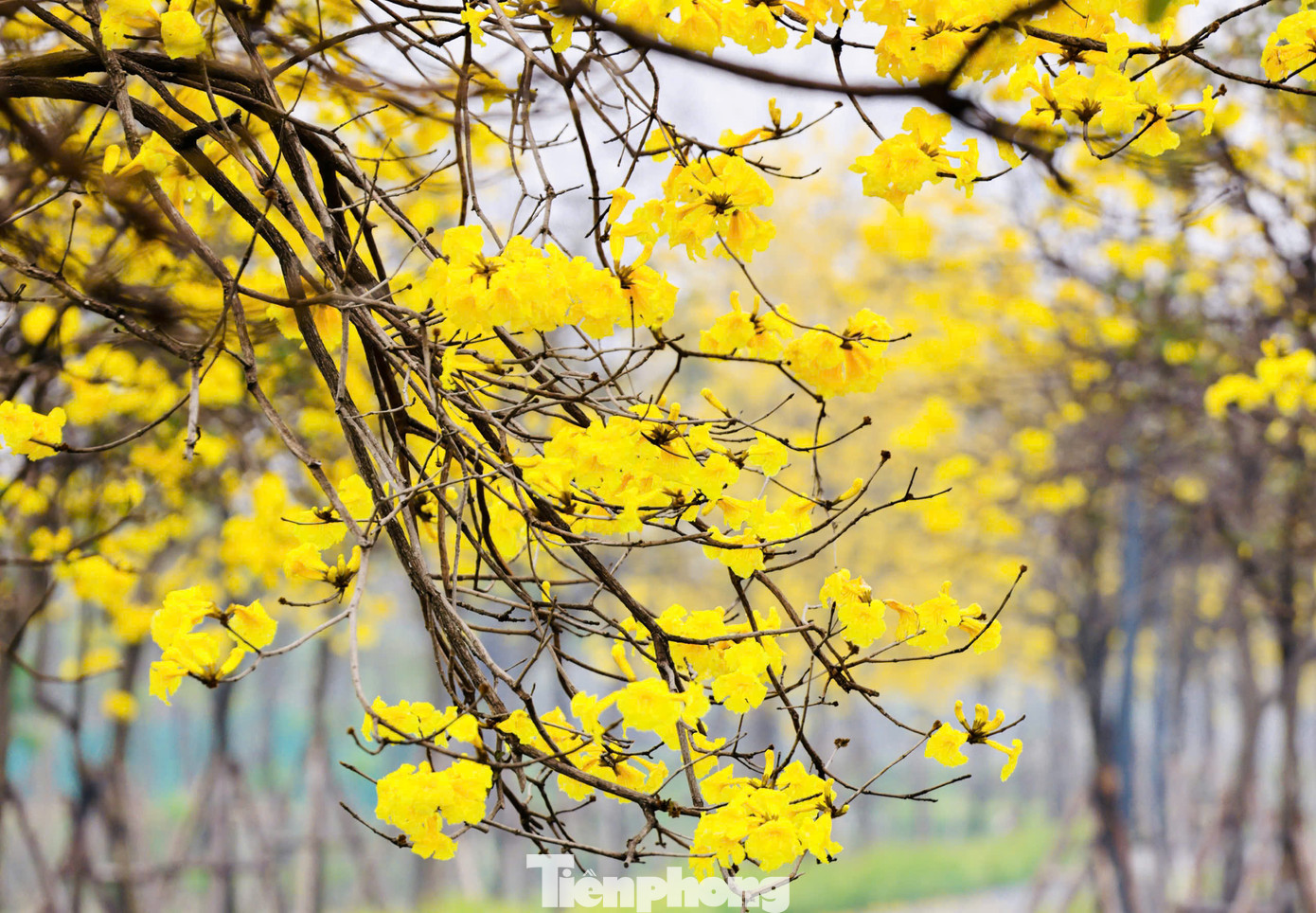 Hoa phong linh có mùi thơm dịu nên thường được lựa chọn trồng tạo cảnh quan trong nhà, khu dân cư hay công viên.