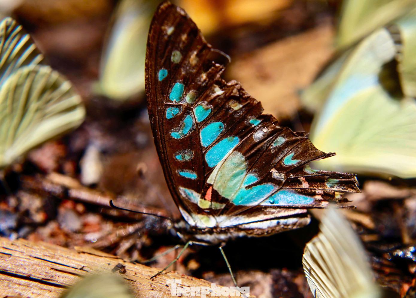 Vườn quốc gia Cúc Phương có hơn 400 loài bướm như bướm phượng, bướm khế, hồ điệp, bướm phấn với đủ màu sắc và kích cỡ, phổ biến nhất là các loài bướm trắng và vàng. Mùa bướm ở Cúc Phương kéo dài đến khoảng cuối tháng 5. Thời điểm này, Cúc Phương đang vào mùa bướm sinh sản, có hàng triệu cánh bướm tập trung về đây, tạo nên khung cảnh lãng mạn, hiếm có.