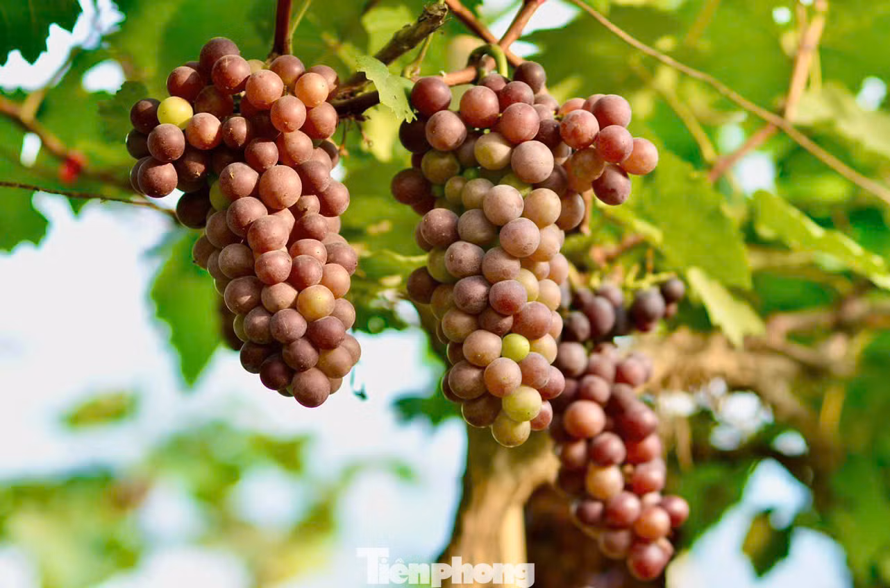 Hiện nông trại đang có hai giống nho chính là: Nho móng tay, nho hạ đen. Nông trại có 2 vụ nho mỗi năm, vụ đầu thu hoạch từ trung tuần tháng 5 đến tháng 7 và vụ thứ 2 là từ tháng 10 đến tháng 12.