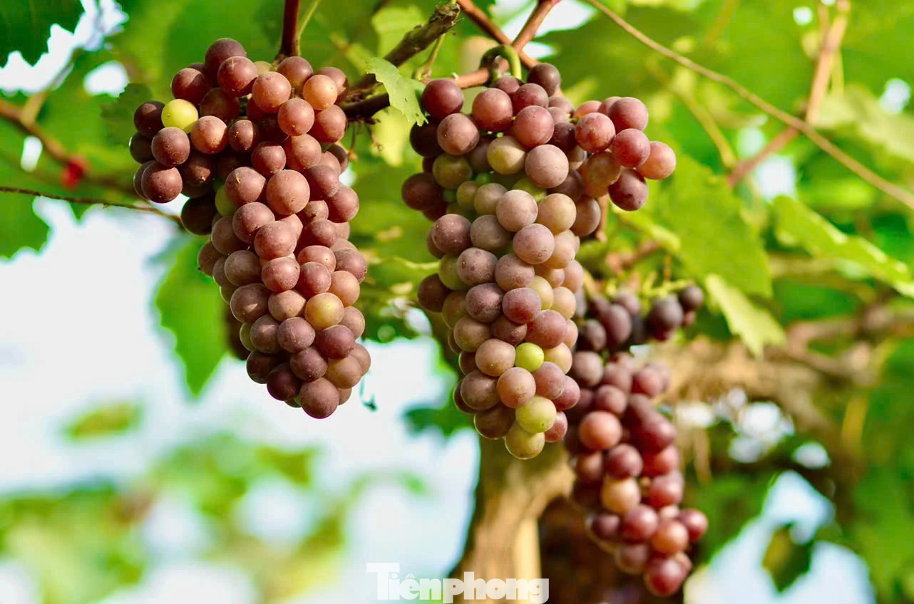 Hiện nông trại đang có hai giống nho chính là: Nho móng tay, nho hạ đen. Nông trại có 2 vụ nho mỗi năm, vụ đầu thu hoạch từ trung tuần tháng 5 đến tháng 7 và vụ thứ 2 là từ tháng 10 đến tháng 12.