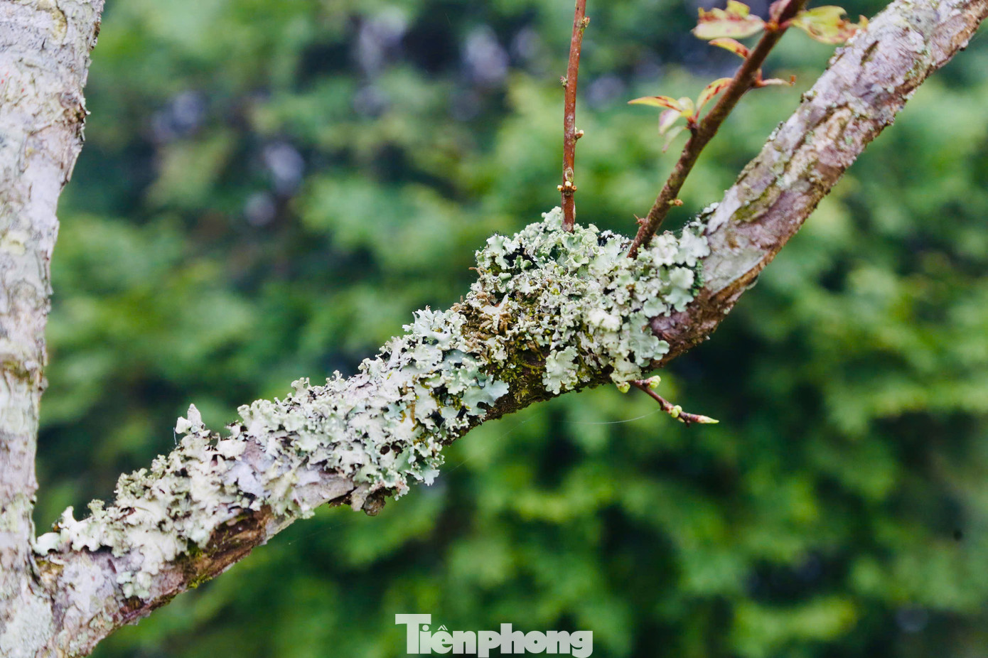 Các huyện Vân Hồ, Mộc Châu (tỉnh Sơn La) nổi tiếng với loại đào đá mốc gốc bởi vẻ đẹp độc lạ, những thân cây xù xì trông như khúc củi, bên ngoài thì rêu mọc phủ kín lại được nhiều người săn đón. Các huyện Vân Hồ, Mộc Châu (tỉnh Sơn La) nổi tiếng với loại đào đá mốc gốc bởi vẻ đẹp độc lạ, những thân cây xù xì trông như khúc củi, bên ngoài thì rêu mọc phủ kín lại được nhiều người săn đón.