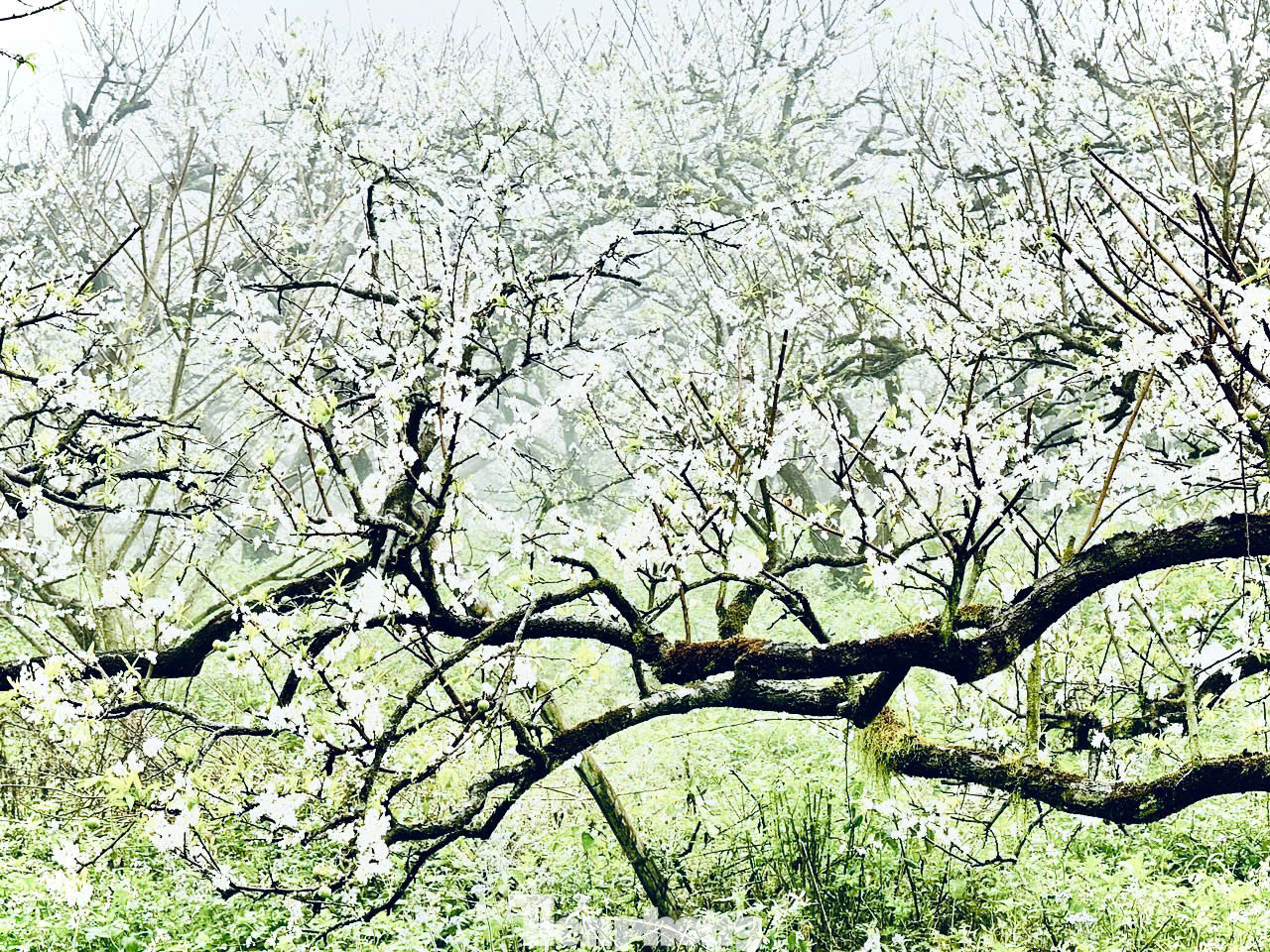 Đây cũng là thời điểm du khách có thể chiêm ngưỡng hoa nở trắng trời cao nguyên với sắc trắng tinh khôi của hoa mận trải dài khắp thung lũng tuyệt đẹp.