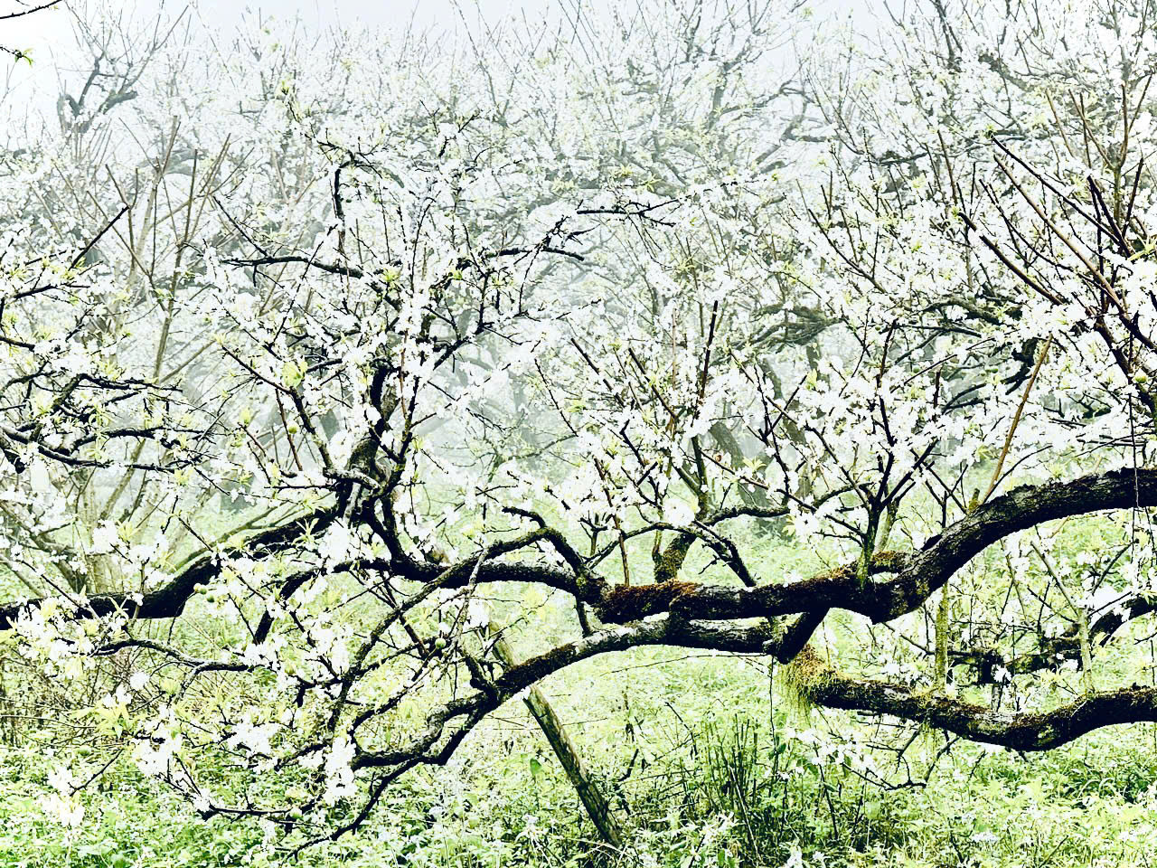 Đây cũng là thời điểm du khách có thể chiêm ngưỡng hoa nở trắng trời cao nguyên với sắc trắng tinh khôi của hoa mận trải dài khắp thung lũng tuyệt đẹp. Đây cũng là thời điểm du khách có thể chiêm ngưỡng hoa nở trắng trời cao nguyên với sắc trắng tinh khôi của hoa mận trải dài khắp thung lũng tuyệt đẹp.