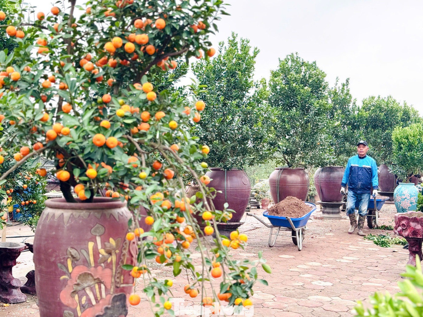 Năm 2024, cơn bão số 3 đã làm cho một nửa sản lượng quất Tứ Liên (Hà Nội) bị hỏng, nhiều nhà trồng quất ngoài bãi sông Hồng mất tới cả nghìn cây quất Tết. "Năm nay chúng tôi chỉ mong mưa thuận gió hòa để cây cối được tươi tốt, có vườn quất đẹp để phục vụ khách hàng và có thêm nguồn thu cho gia đình", một chủ vườn tâm sự.