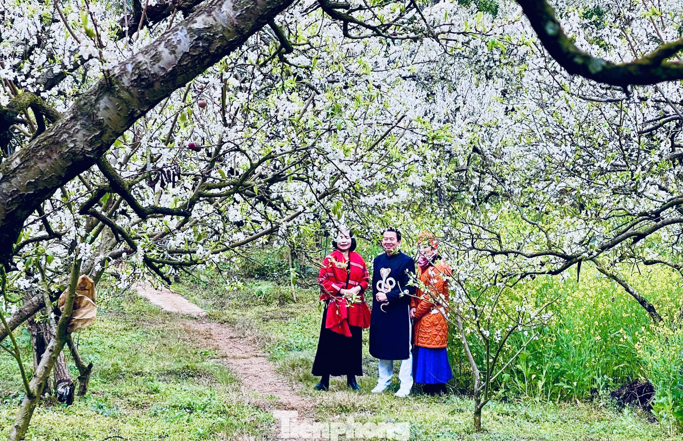 "Tôi từng đến Mộc Châu mùa hoa mận vào những năm trước nhưng hoa nở không rộ như năm nay. Những cành mận bung nở trắng xóa như tuyết trong thung lũng mận Nà Ka khiến gia đình tôi và nhóm bạn đều mê mệt, bõ công lặn lội đường xa mưa rét lên đây", chị Nguyễn Hà du khách đến từ Hà Nội chia sẻ.