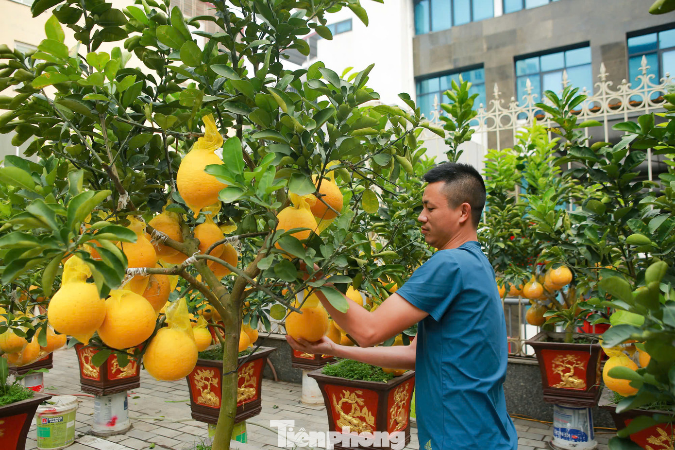 Để bảo đảm quả bưởi ghép được chắn chắn trong quá trình vận chuyển, người thợ dùng băng dính cố định những quả bưởi nhằm tránh rơi rụng.